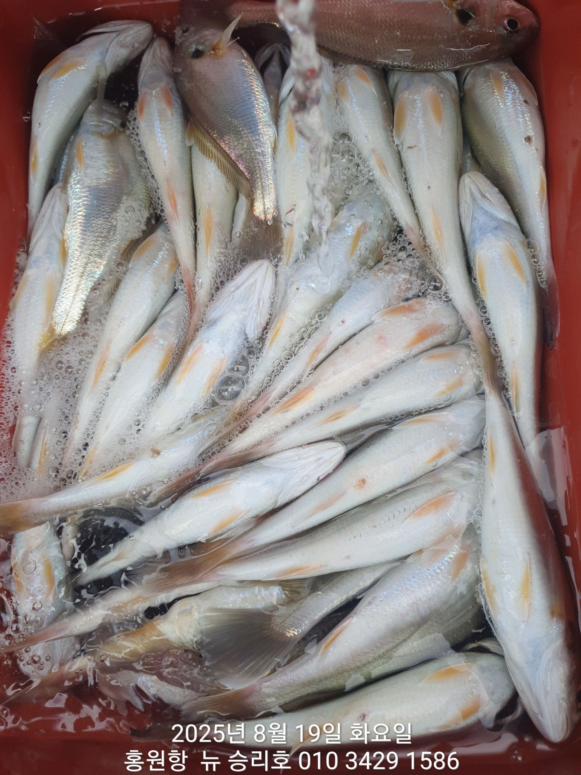 8월19일 아침(1시간) 대~박~ 대~박~ **황금빛 부세&백조기** ^위풍당당^(뉴~승리호) 조황입니다!!