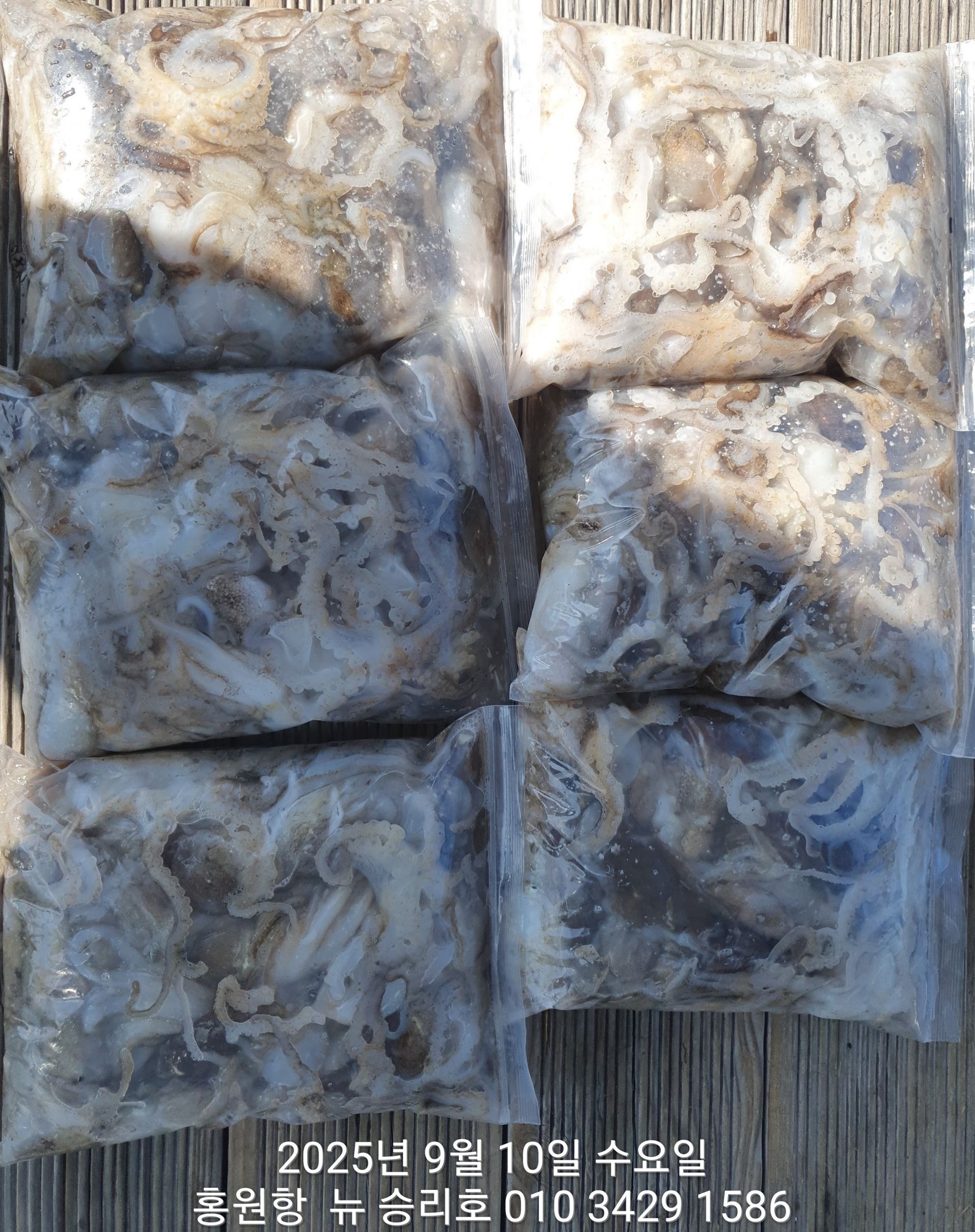 ***쭈꾸미*** 홍원항 ^위풍당당^ (뉴~승리호) 9월10일 김선장님 선박 점검후 오후 짬낚 조황입니다!!