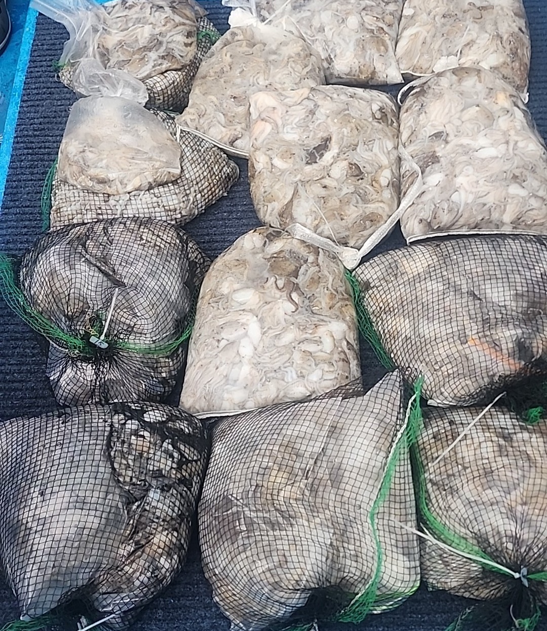 ~쭈꾸미~홍원항 요포선단 (제1선단) 장진호  9월1일 (첫출조)에 전원 빵~빵~한 망태기 조황!!