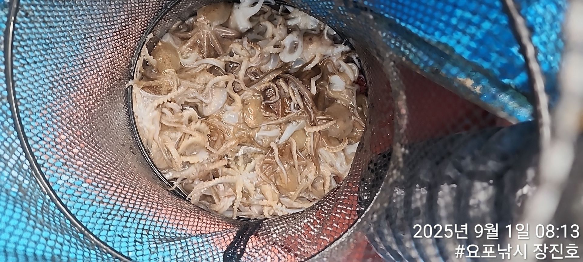 9월1일(쭈꾸미 첫출조) 홍원항 요포선단 (제1선단) 장진호 아침8시 현제 초~대~박~ 조황입니다!!