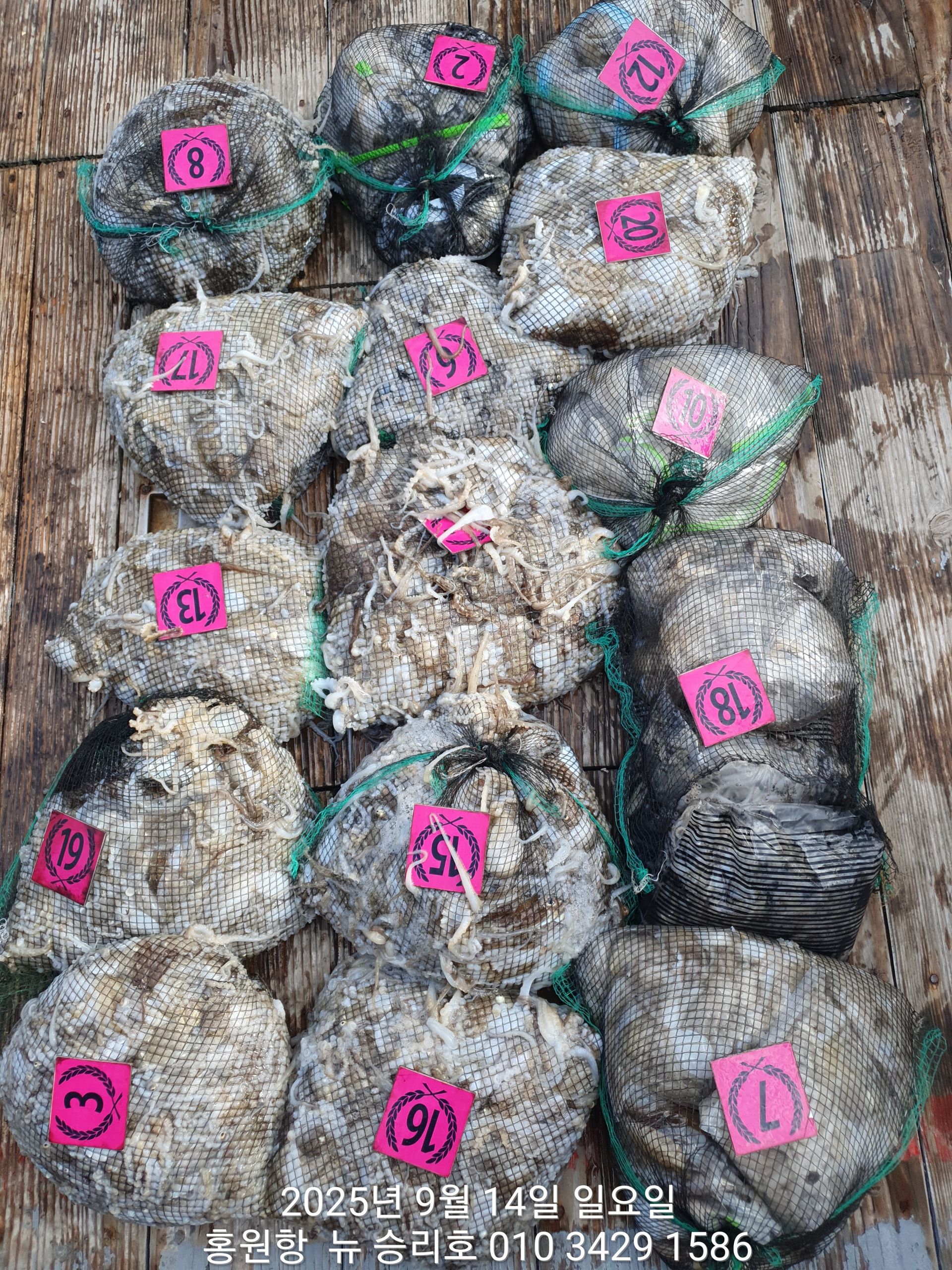 9월14일 홍원항^위풍당당^(뉴~승리호)~쭈꾸미~출조하신 조사님들  엄~청~난 망태기 조황입니다!!