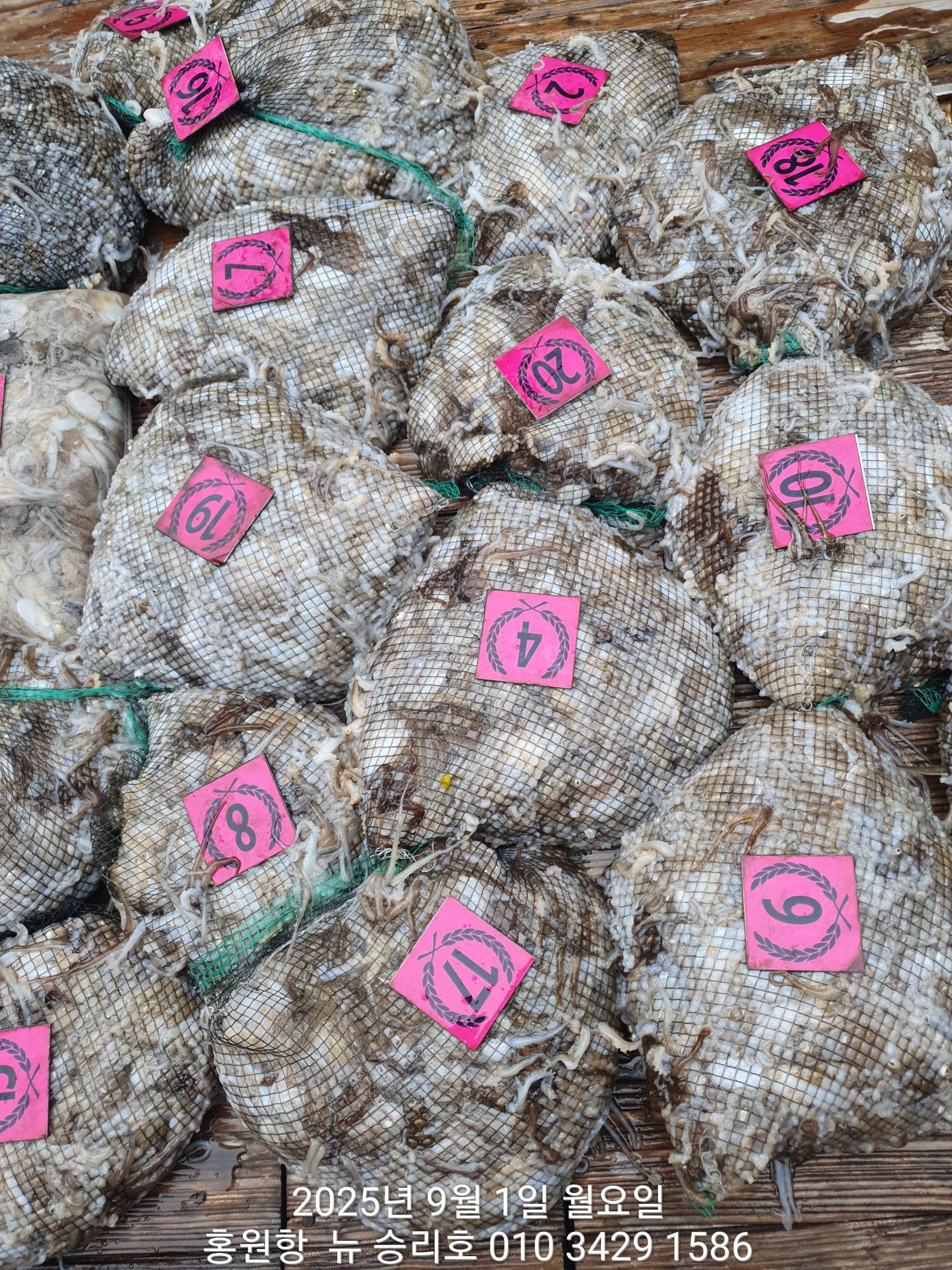 9월1일 홍원항^위풍당당^(뉴~승리호)~쭈꾸미~ 첫출조(전원) 엄~청~난~ 망태기 조황입니다!!