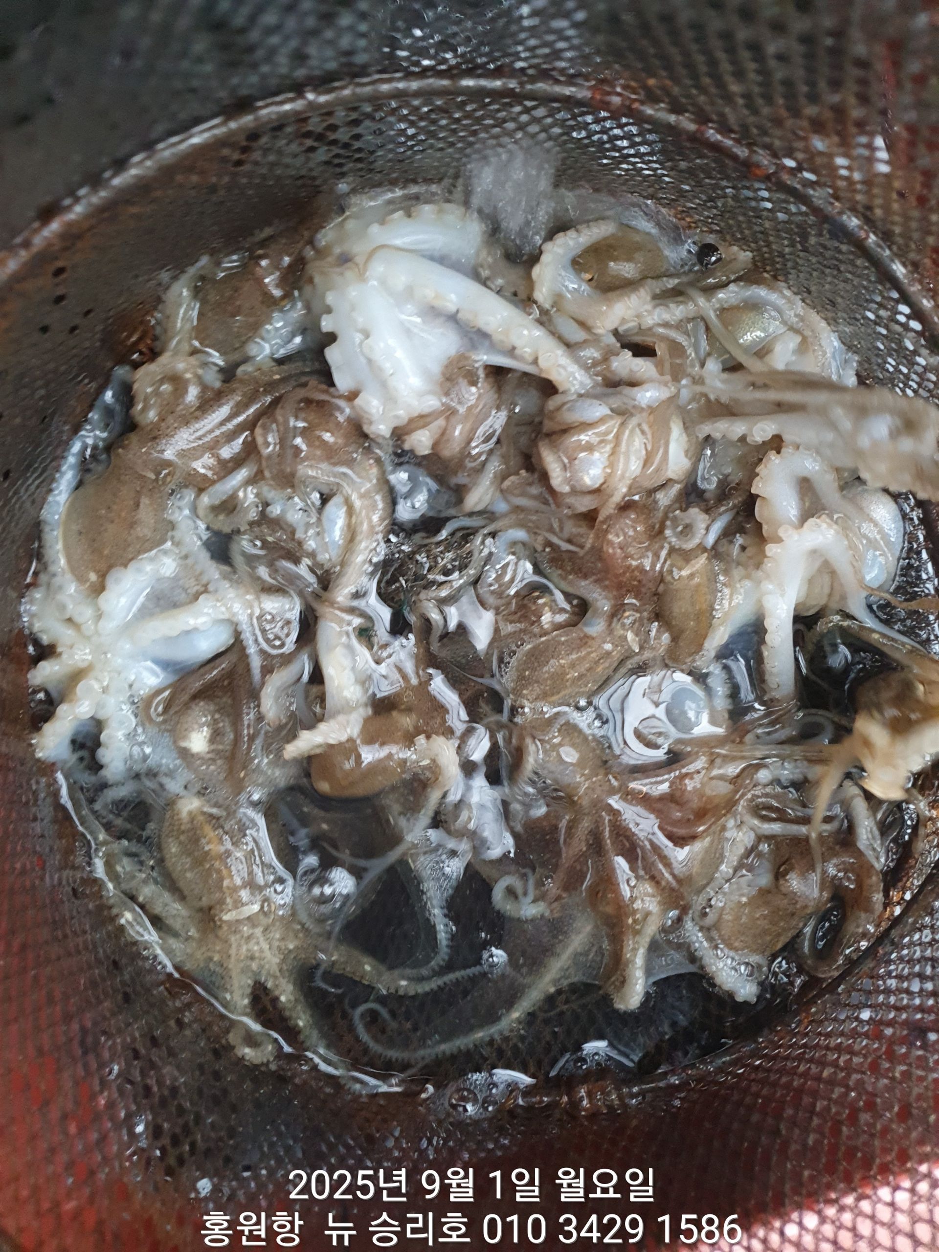 홍원항^위풍당당^(뉴~승리호)~쭈꾸미~  첫출조(1시간 만에 40수) 이상이 완!죤!~ 대박 예상조황!!