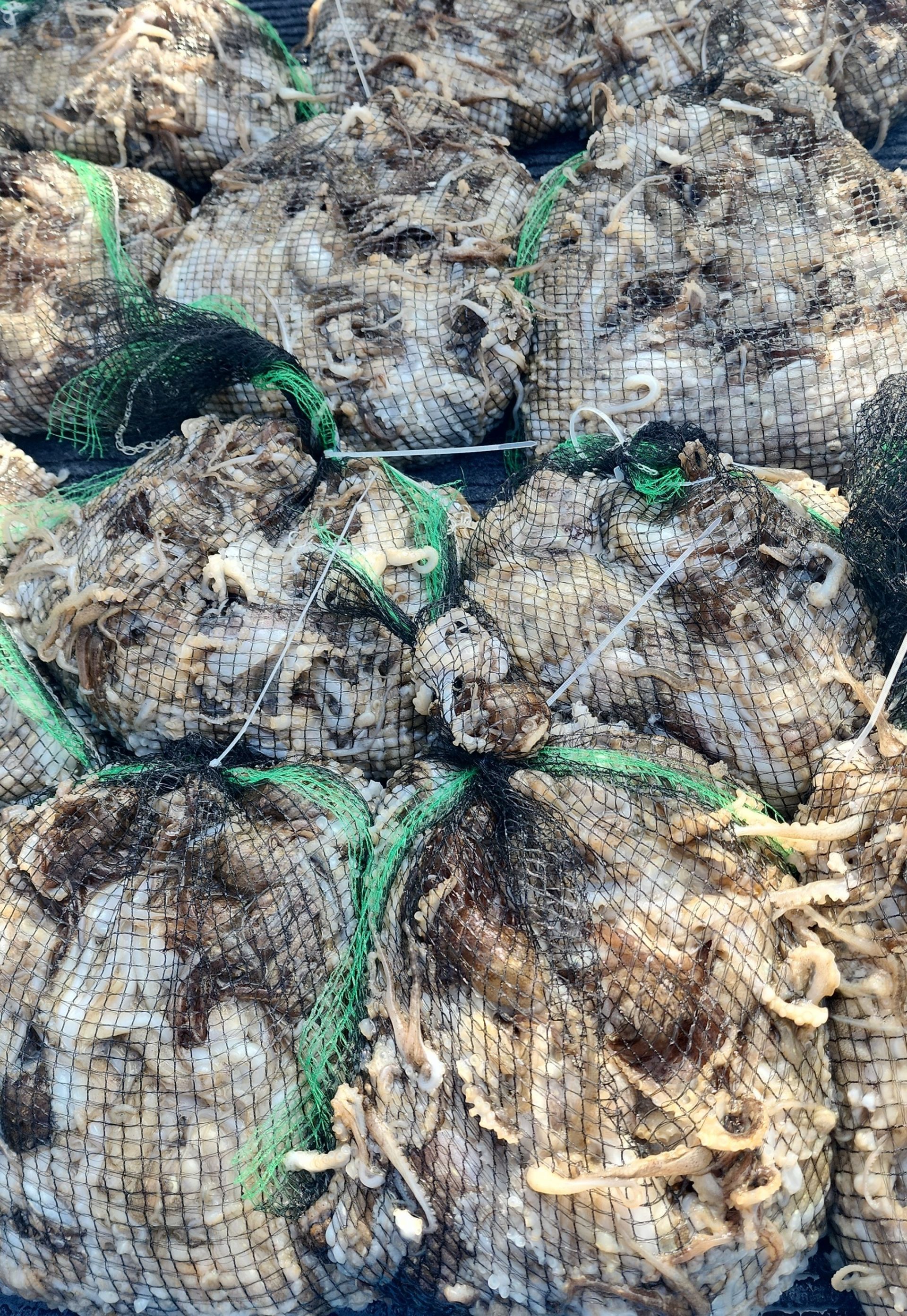 ***쭈꾸미*** 9월16일 홍원항 요포선단 (제1선단) 장진호 오늘도 만~족~한 망태기 조황 입니다!!