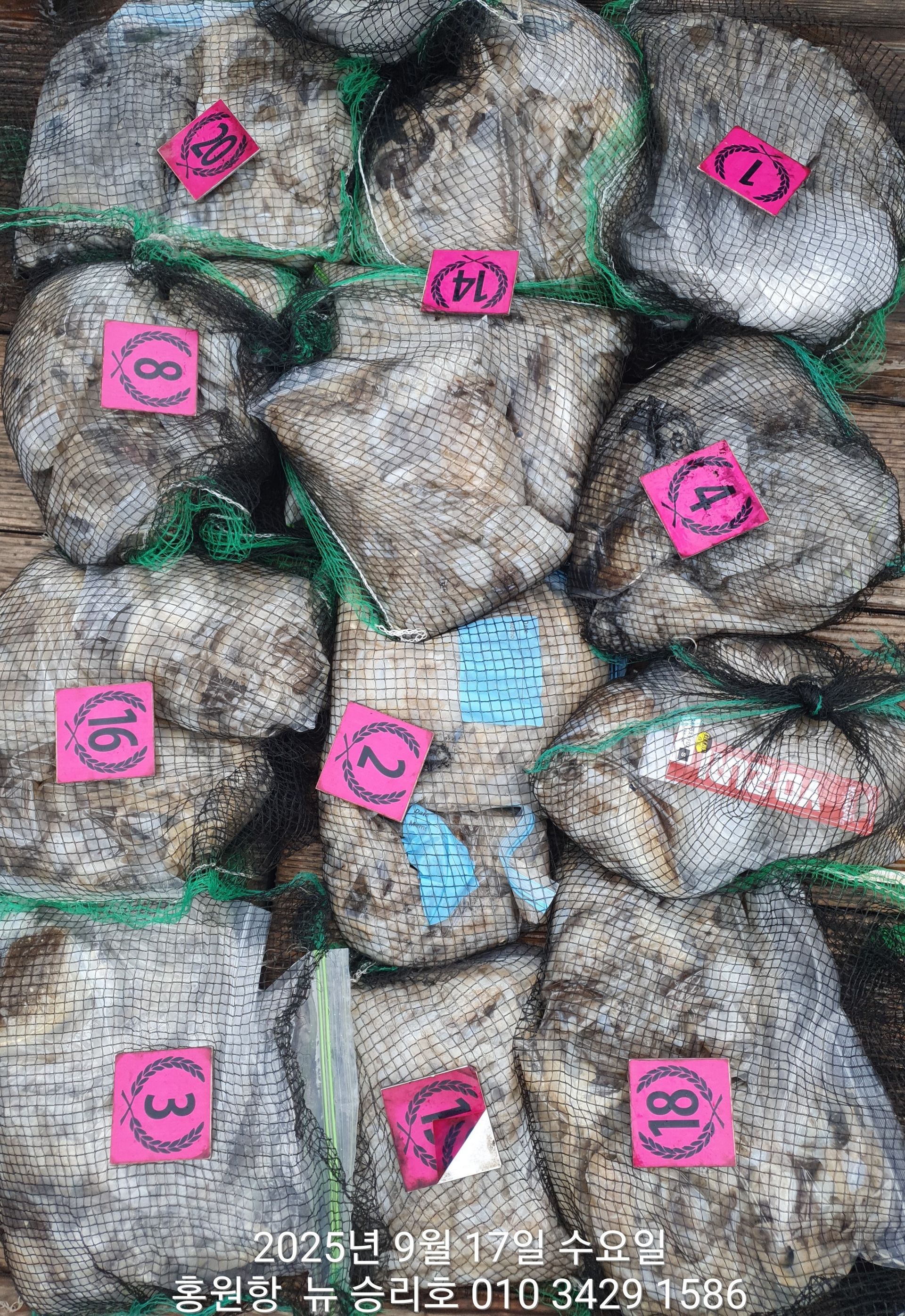 ***쭈꾸미*** 홍원항^위풍당당^(뉴~승리호) 9월17일 폭우 속에서도 만~족~한  망태기 조황입니다!!