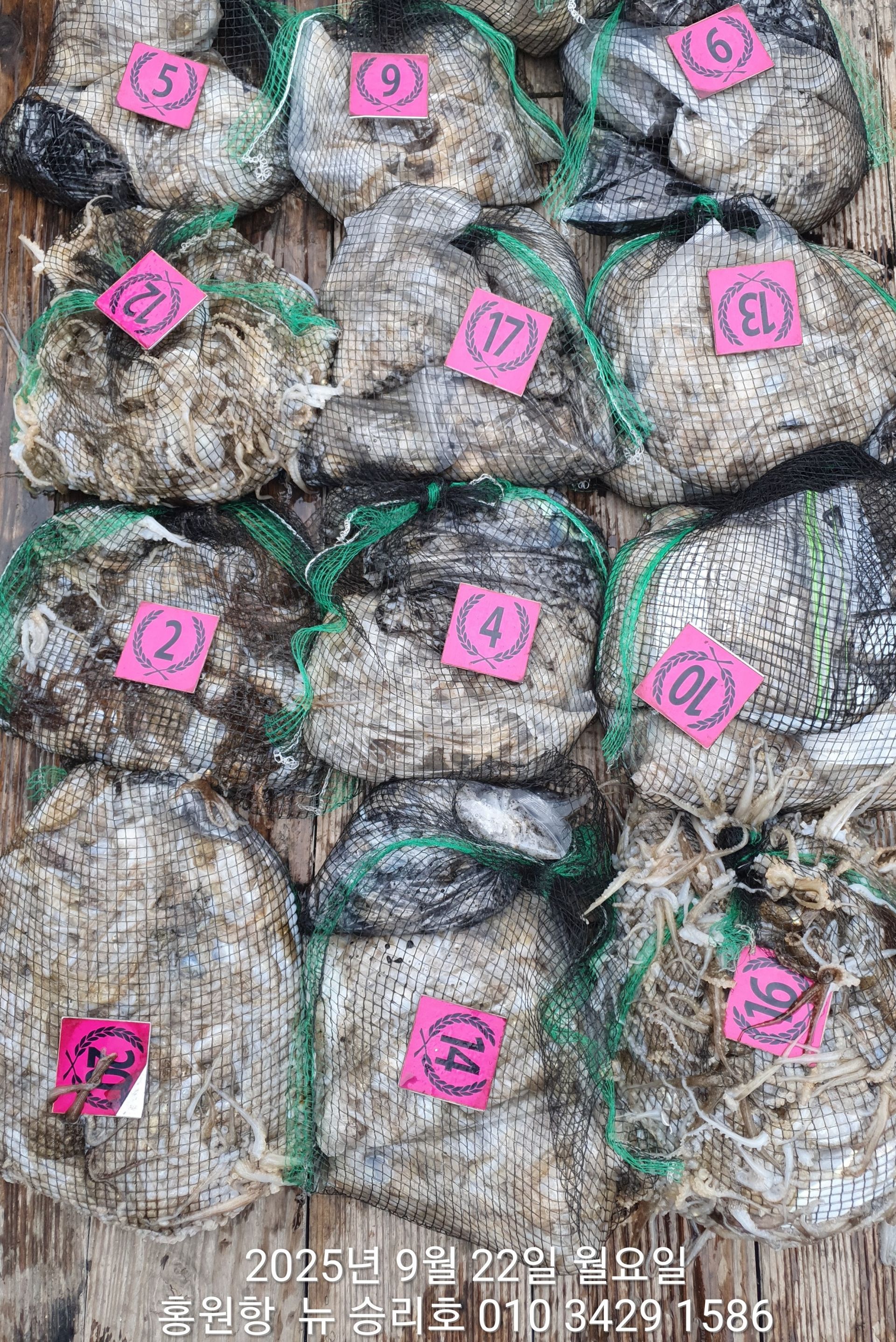 ***쭈꾸미*** 9월22일 홍원항^위풍당당^(뉴~승리호) 오늘도 (모두가) 빵~빵~한 망태기 조황입니다!!