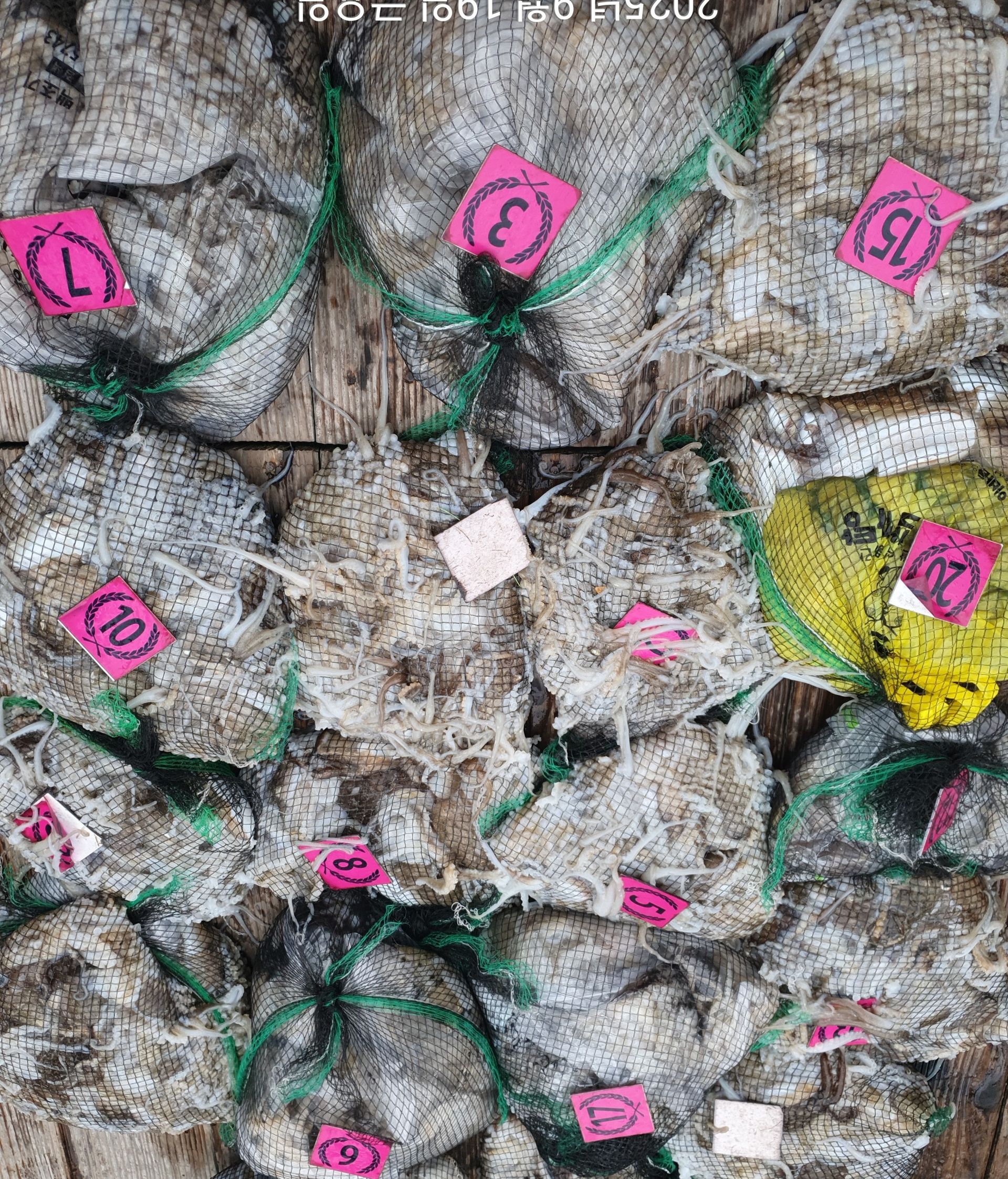 ***쭈꾸미*** 홍원항^위풍당당^(뉴~승리호) 9월19일 오늘도 모두가 터~질~듯 한 망태기 조황입니다!!