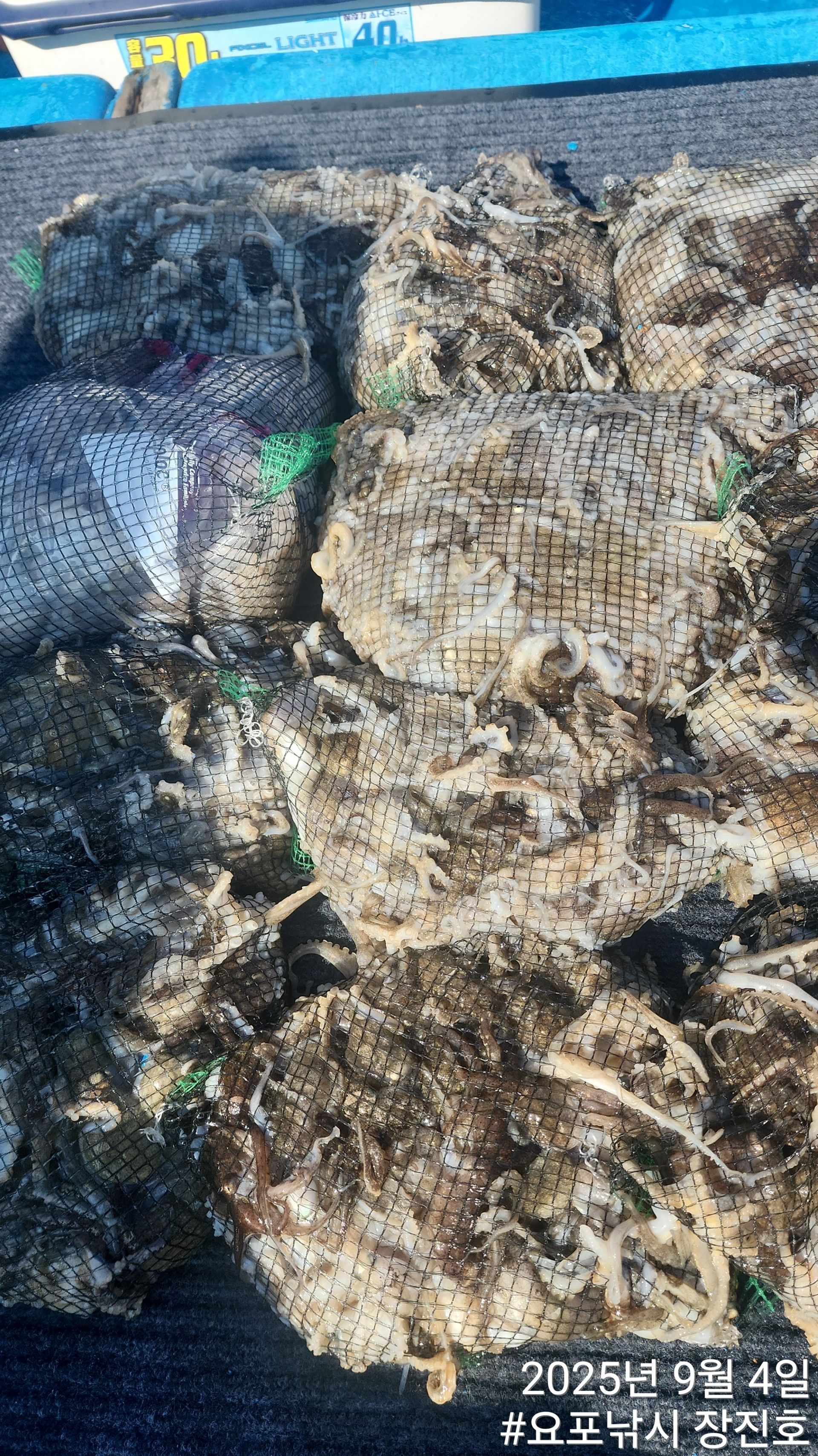 9월4일 ~쭈꾸미~홍원항 요포선단 (제1선단) 장진호 (단체 출조)도 모두가 풍~성~한 망태기 조황!!