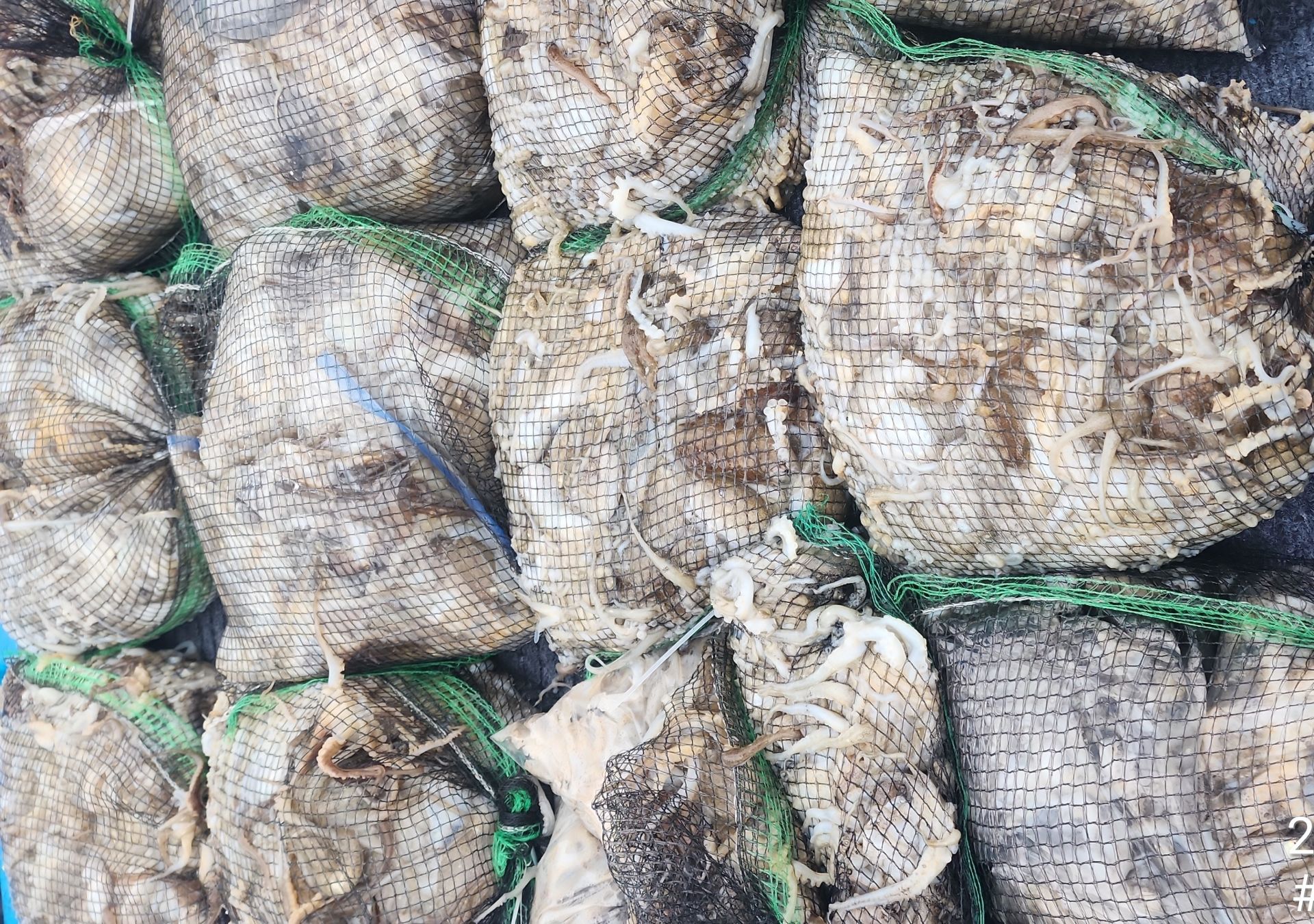 *** 쭈꾸미*** 9월15일 홍원항 요포선단 (제1선단) 장진호 오늘도 빵~빵~한 망태기 조황 입니다!!