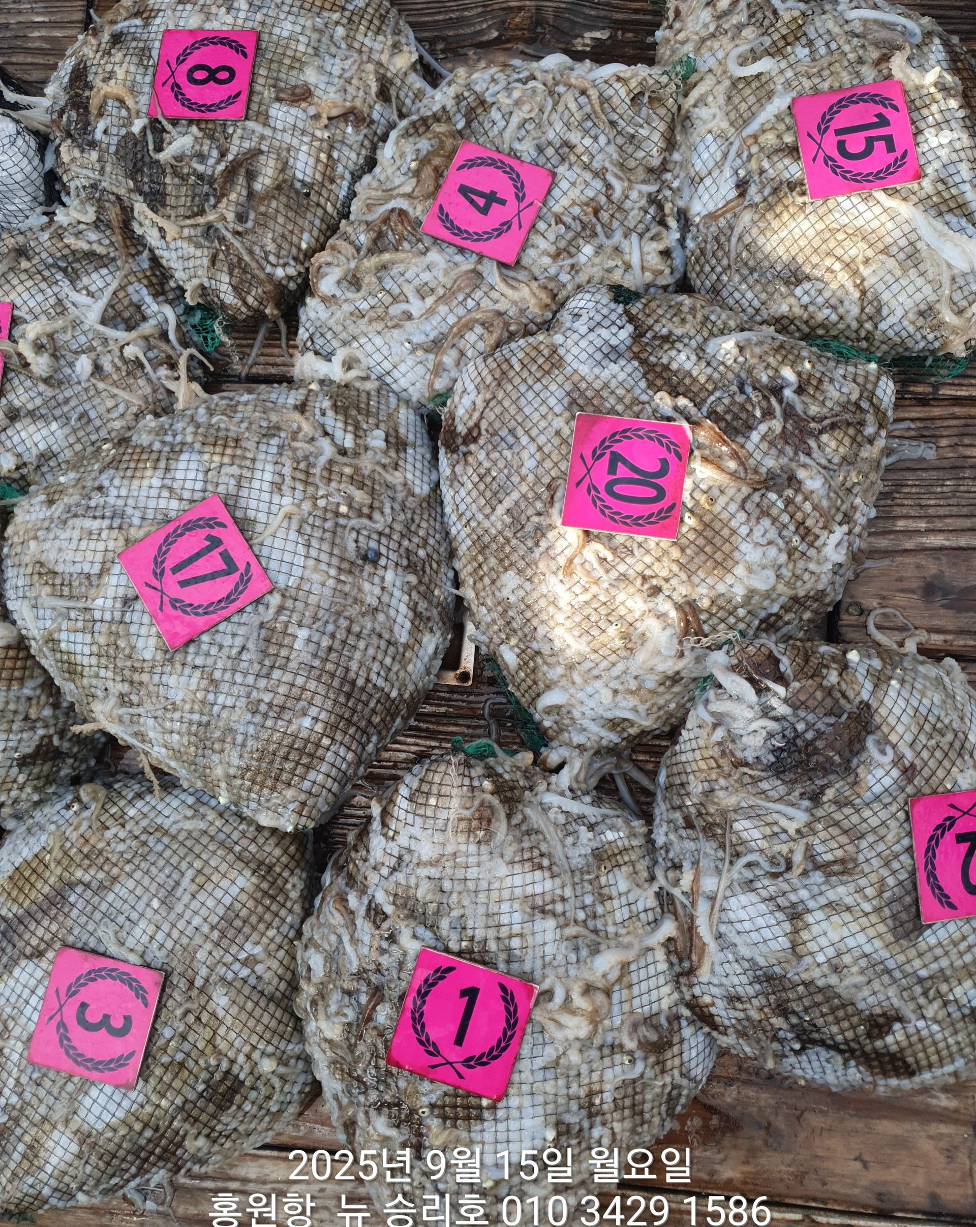 9월15일 ***쭈꾸미*** 홍원항^위풍당당^(뉴~승리호)오늘도  망태기 는 터~질~ 듯한조황입니다!!