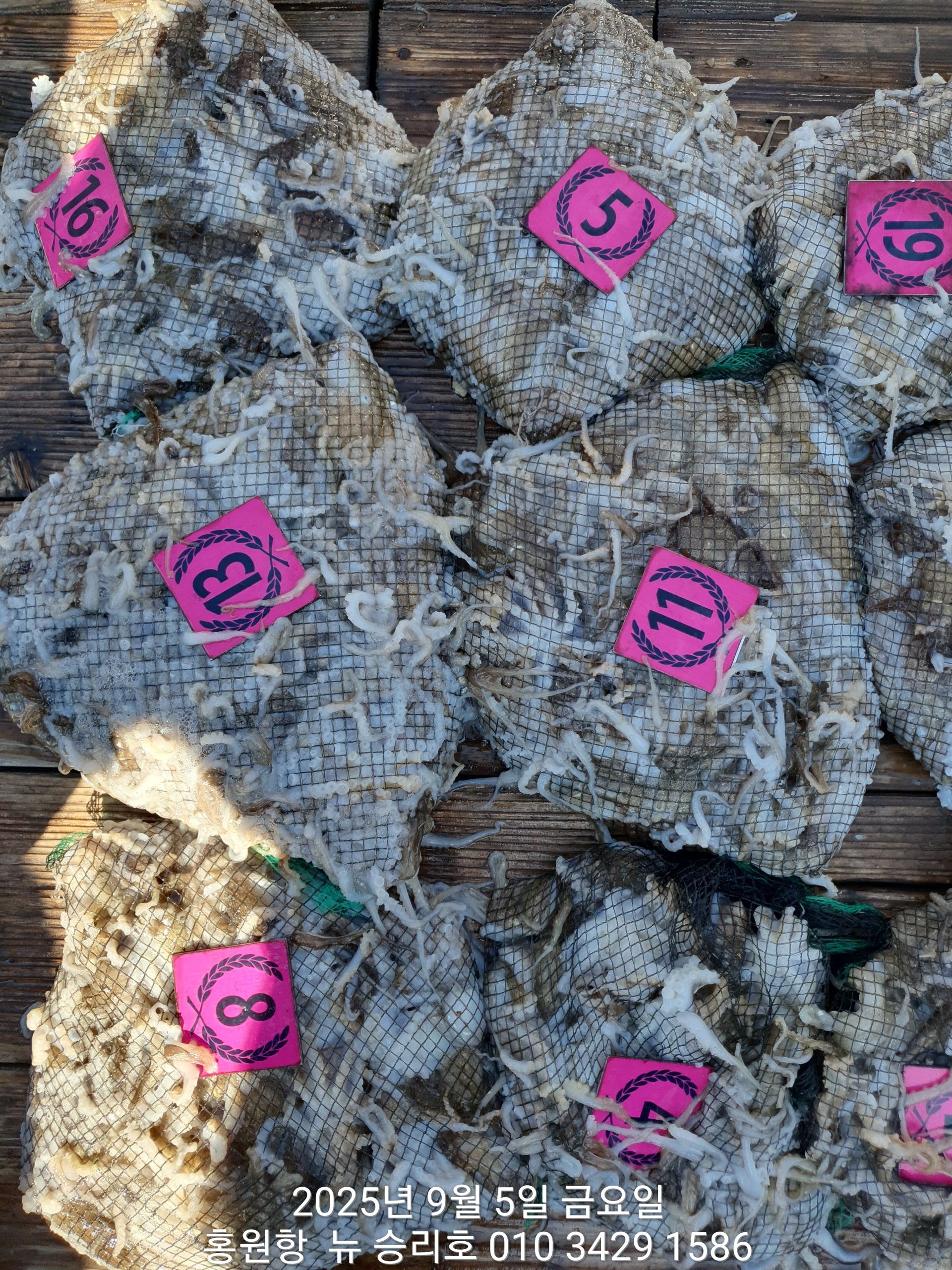 9월5일 홍원항^위풍당당^(뉴~승리호)~쭈꾸미~출조하신 조사님들 (전원) 빵~빵~한  망태기 조황입니다!!