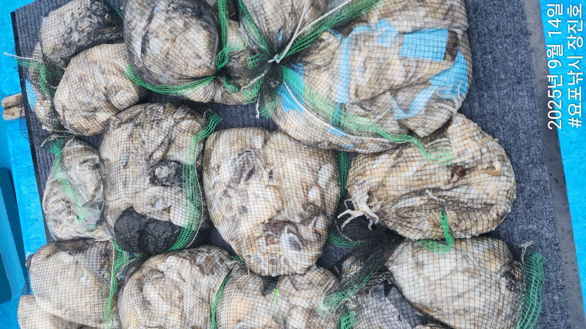 ~쭈꾸미~홍원항 요포선단 (제1선단) 장진호 9월14일 단체출조도 터~질~듯 한 망태기 조황 입니다!!