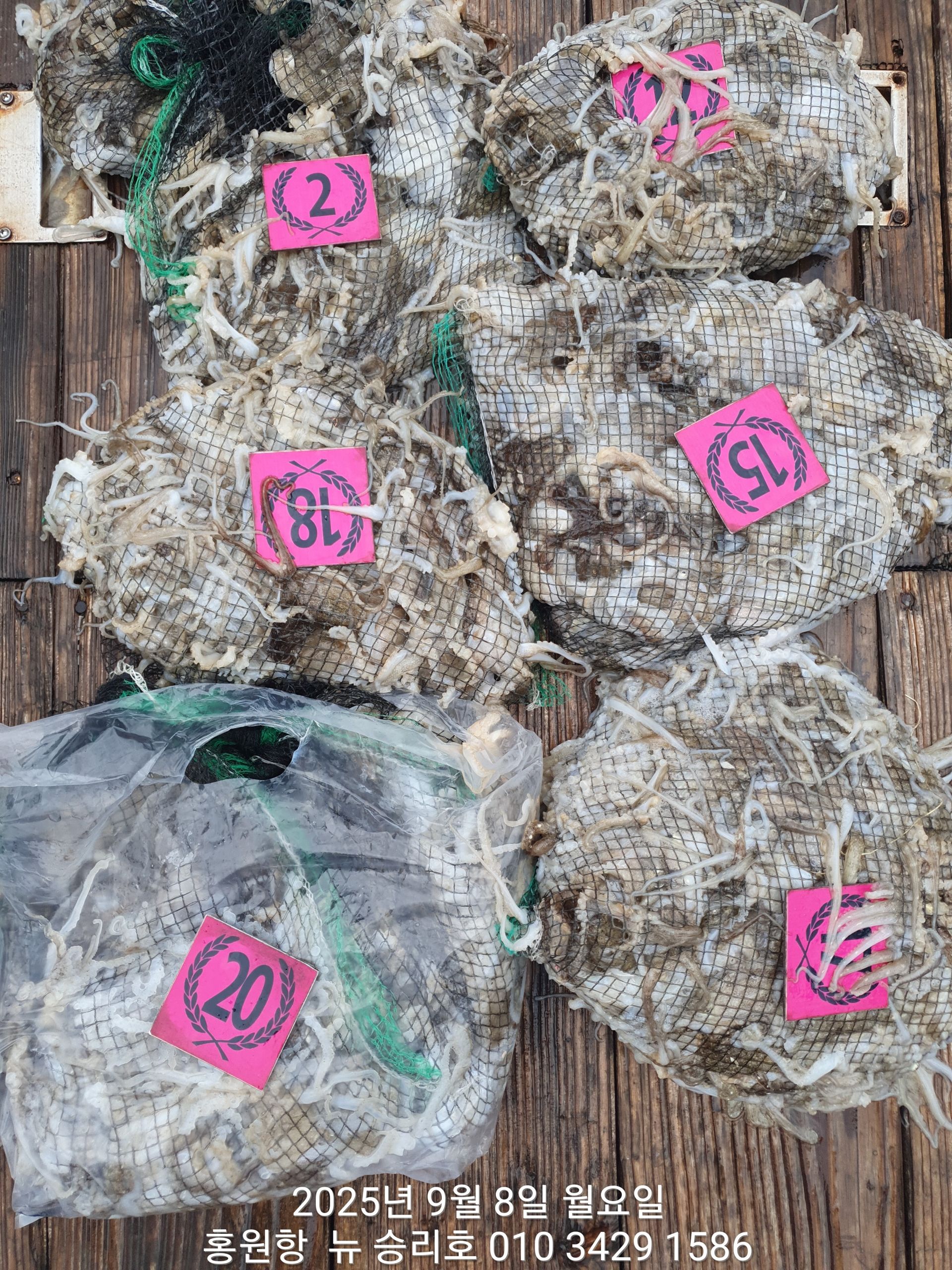 9월8일홍원항^위풍당당^(뉴~승리호)~쭈꾸미~출조하신 7분의 조사님들 넉~넉~한  망태기 조황입니다!!