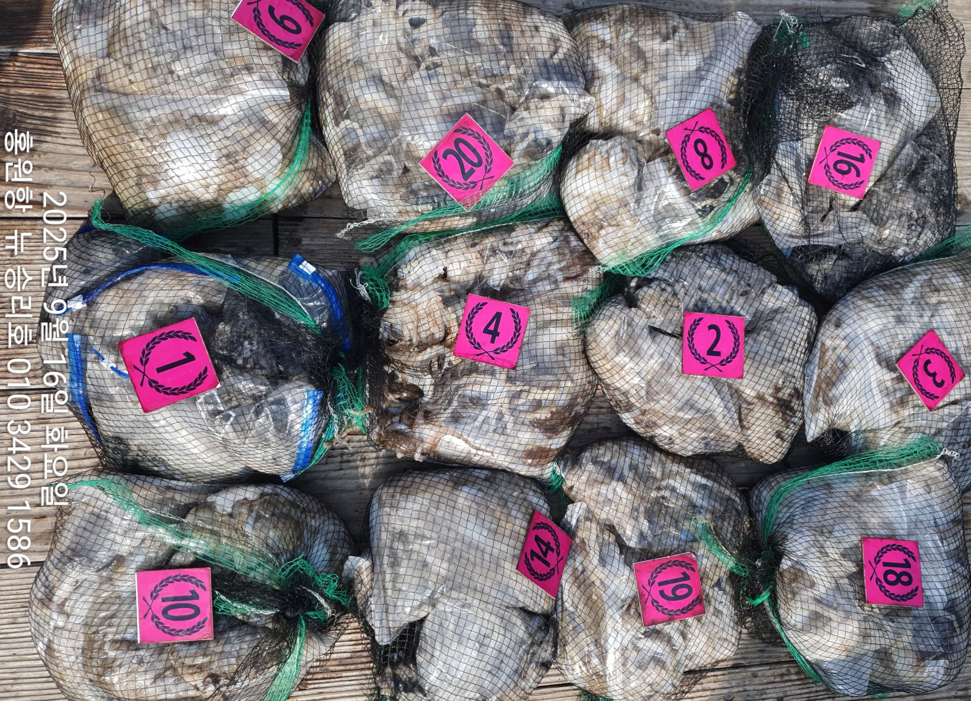 ***쭈꾸미*** 홍원항^위풍당당^(뉴~승리호)9월16일 오늘도 *전원* 엄~청~난 망태기 조황입니다!!