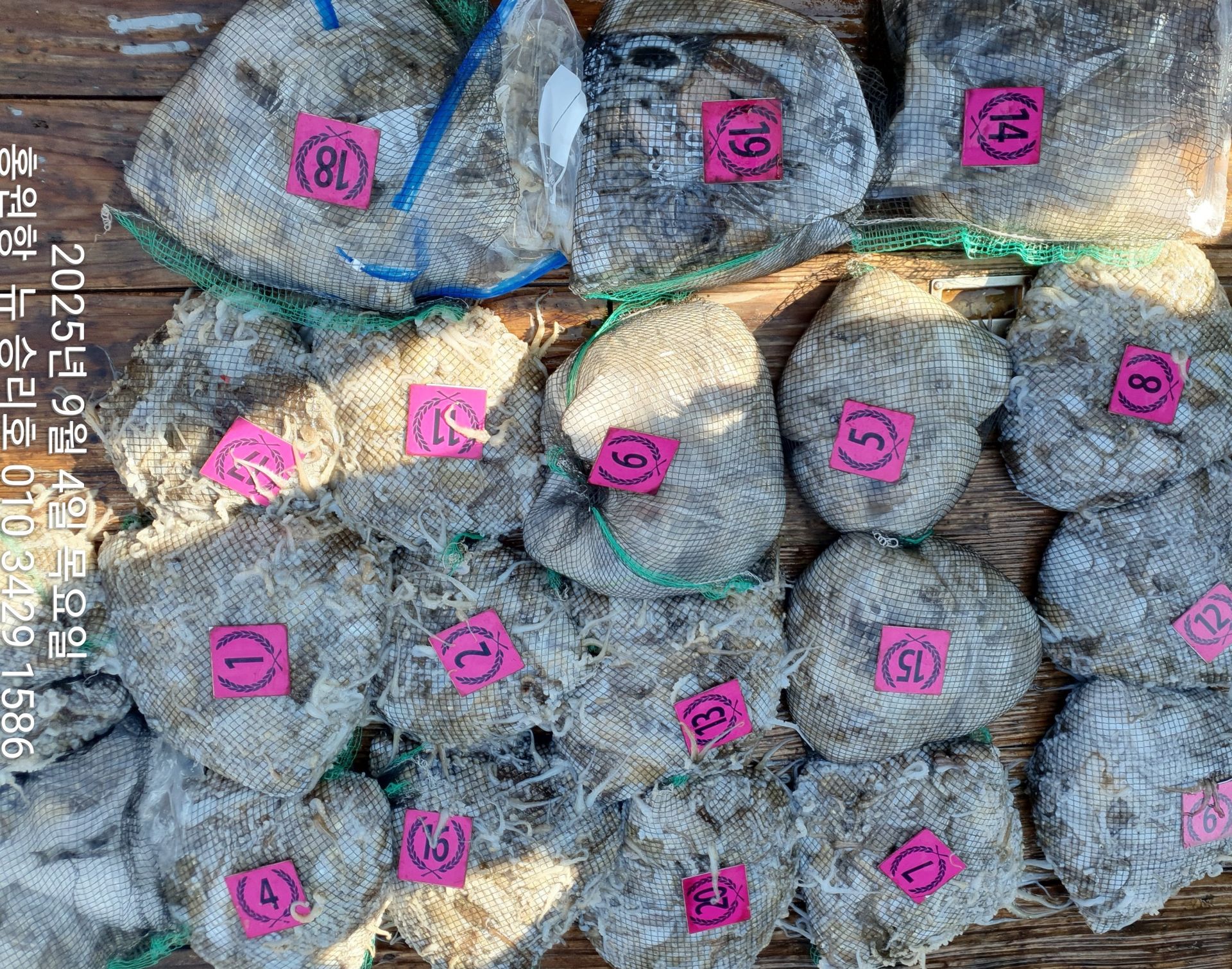 9월4일 홍원항^위풍당당^(뉴~승리호)~쭈꾸미~(매일 / 매일) 계속되는 엄~청~난 망태기 조황입니다!!