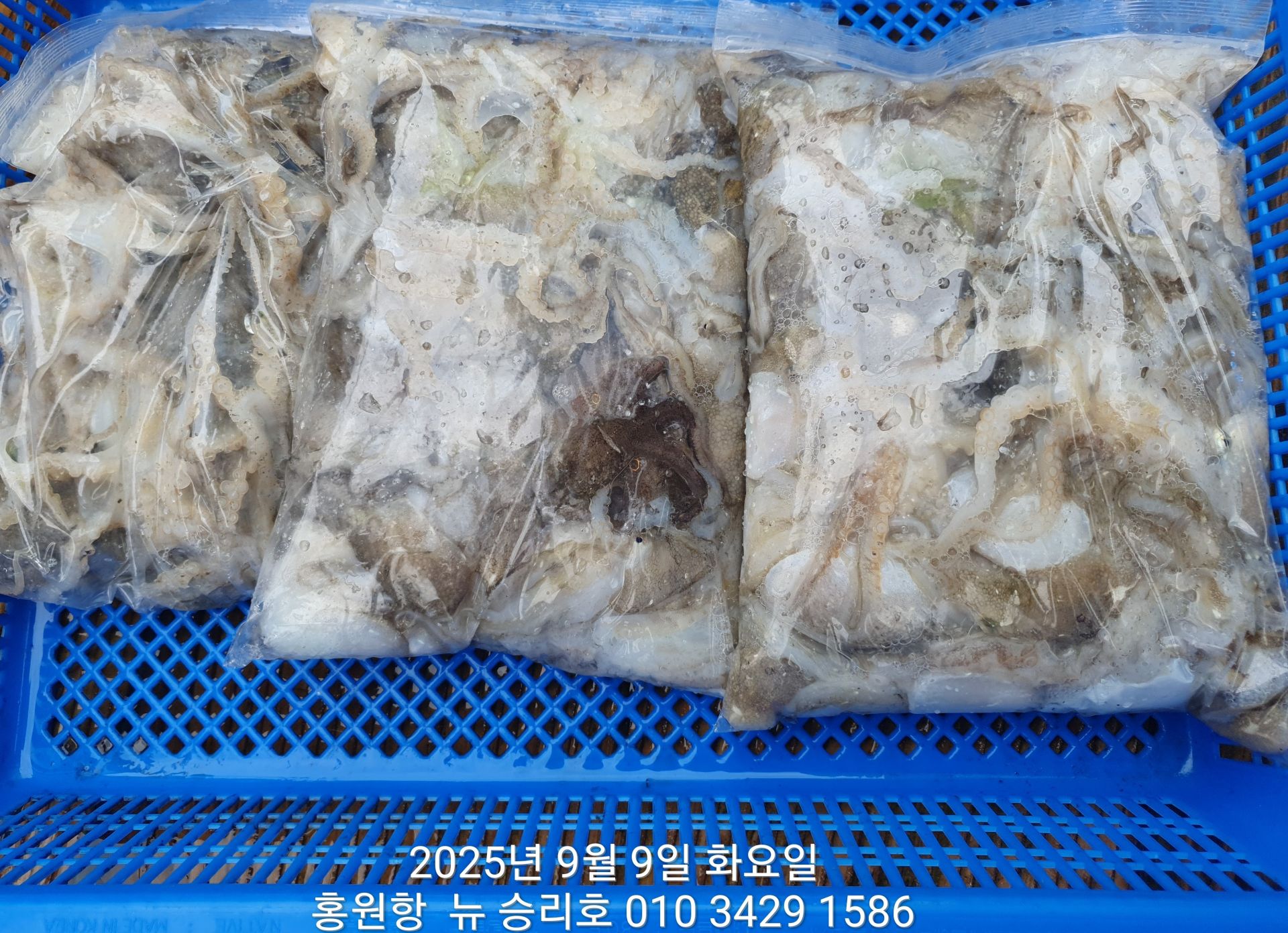 ***쭈꾸미*** 9월9일 홍원항 ^위풍당당^ (뉴~승리호) 김선장님 선박 점검후 2 시간 짬낚조황입니다!!