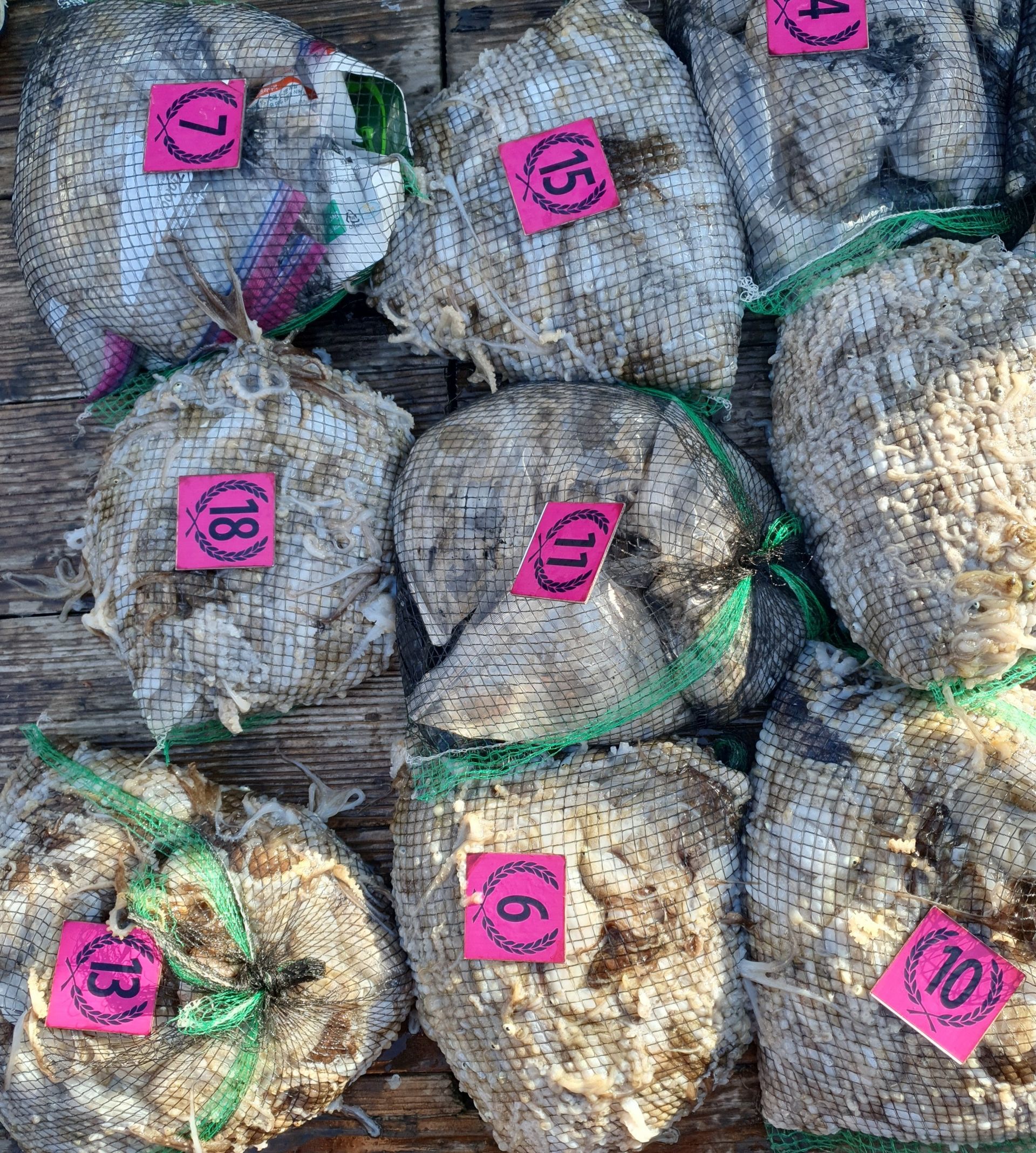 **갑오징어&쭈꾸미** 9월30일 홍원항^위풍당당^(뉴~승리호) *1인 2망태기* 어~판~장  조황입니다!!