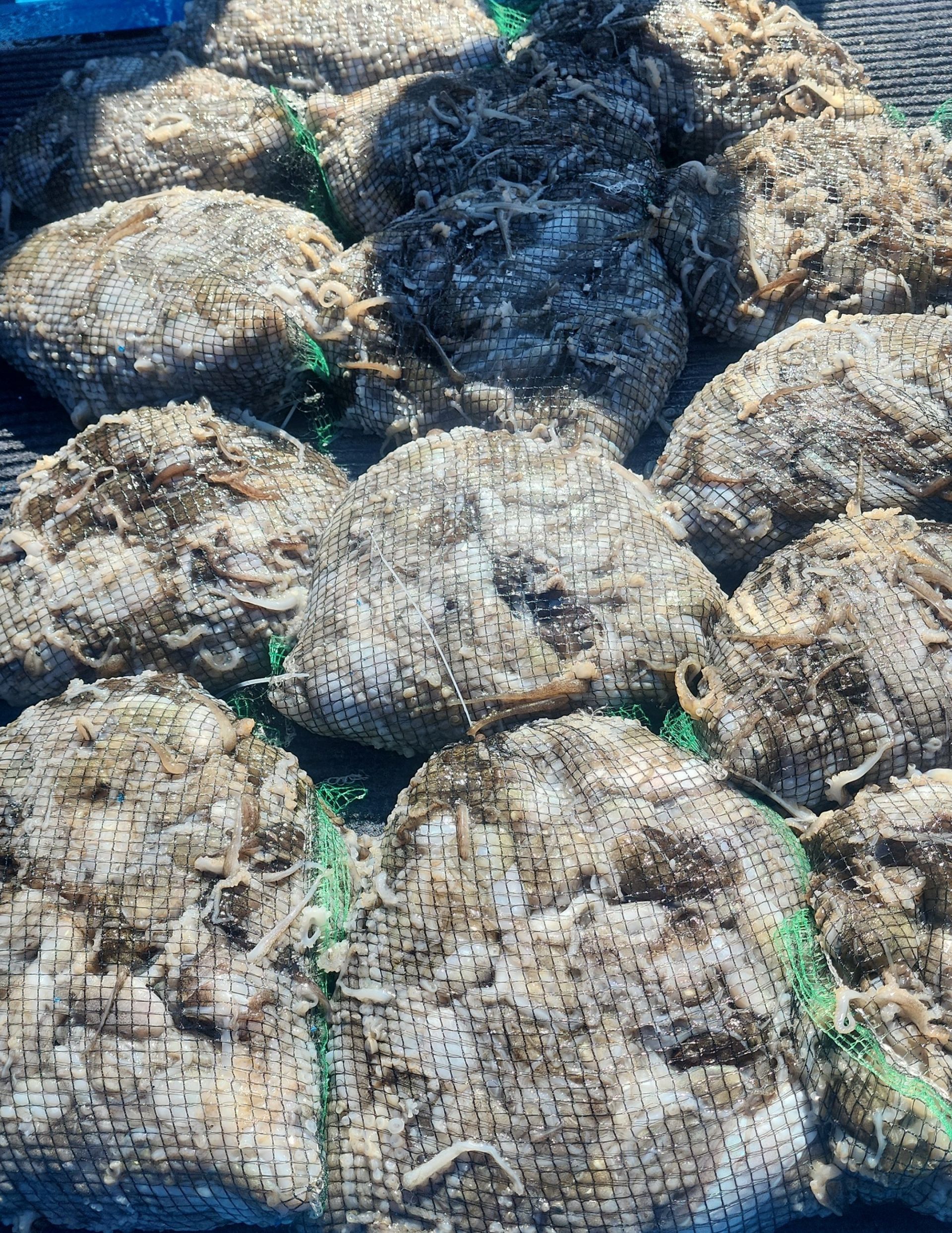 ~쭈꾸미~홍원항 요포선단 (제1선단) 장진호 9월5일  오늘도   모두가 만~족~한 망태기 조황 입니다!!