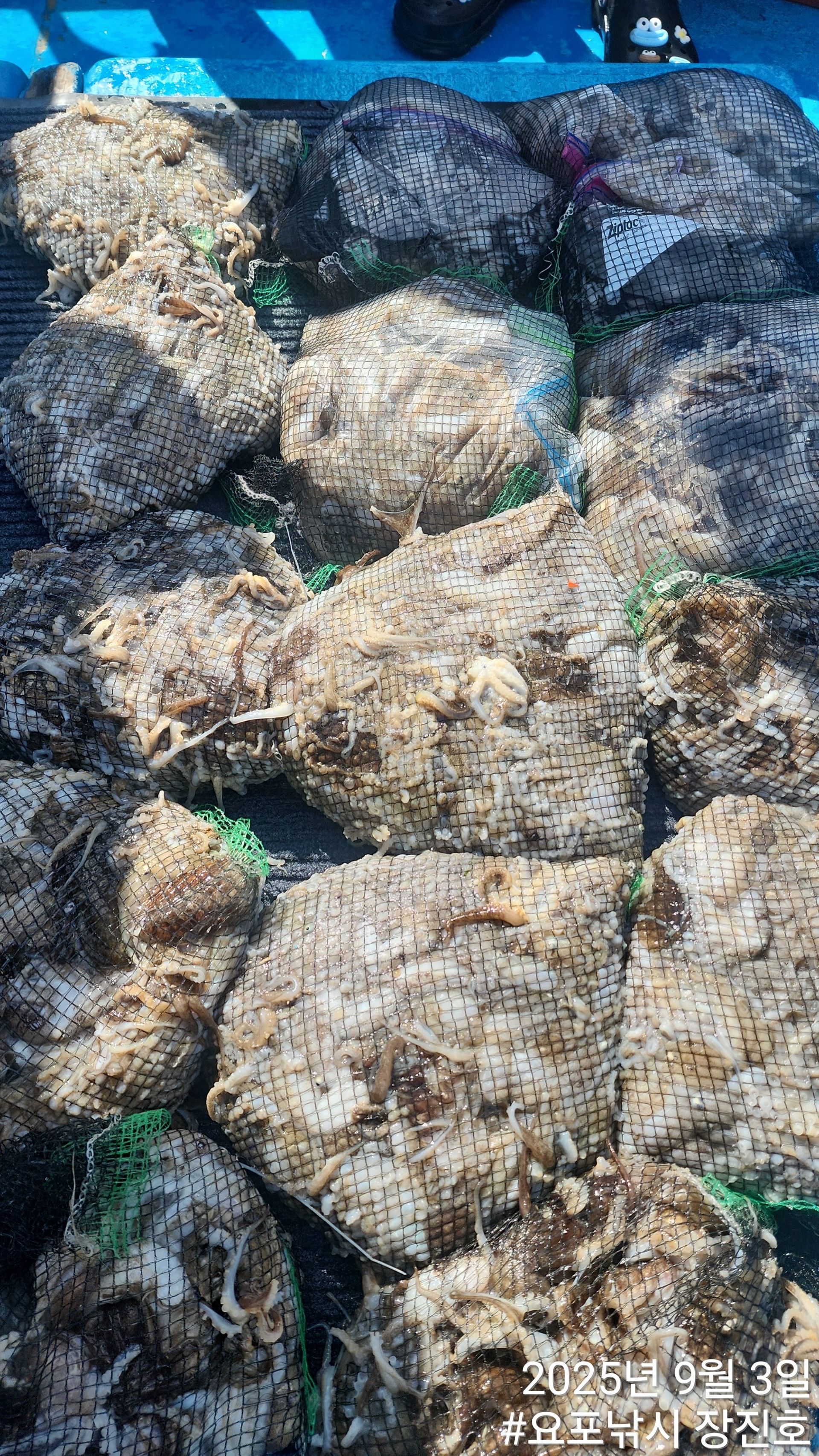 쭈꾸미~홍원항 요포선단 (제1선단) 장진호 9월3일 오늘도 모두가  빵~빵~한 망태기 조황!!