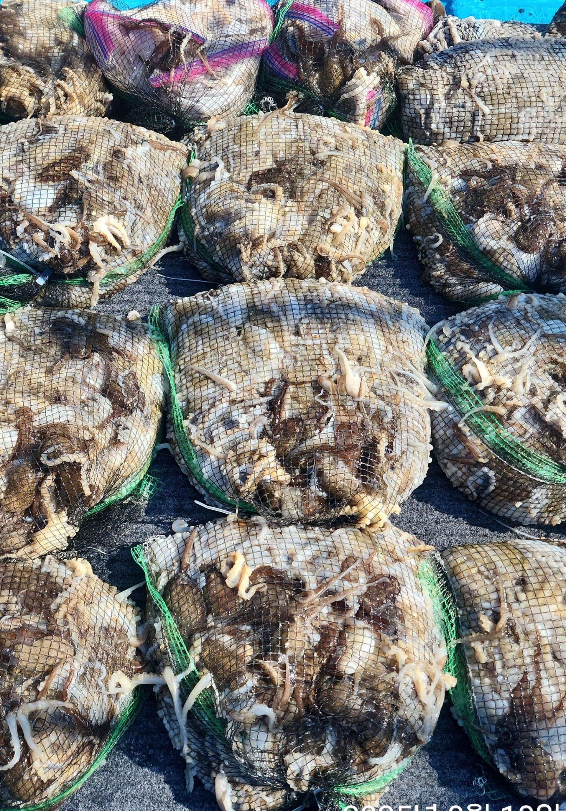 *** 쭈꾸미*** 9월18일 홍원항 요포선단 (제1선단) 장진호 오늘도 만~족~한 망태기 조황 입니다!!