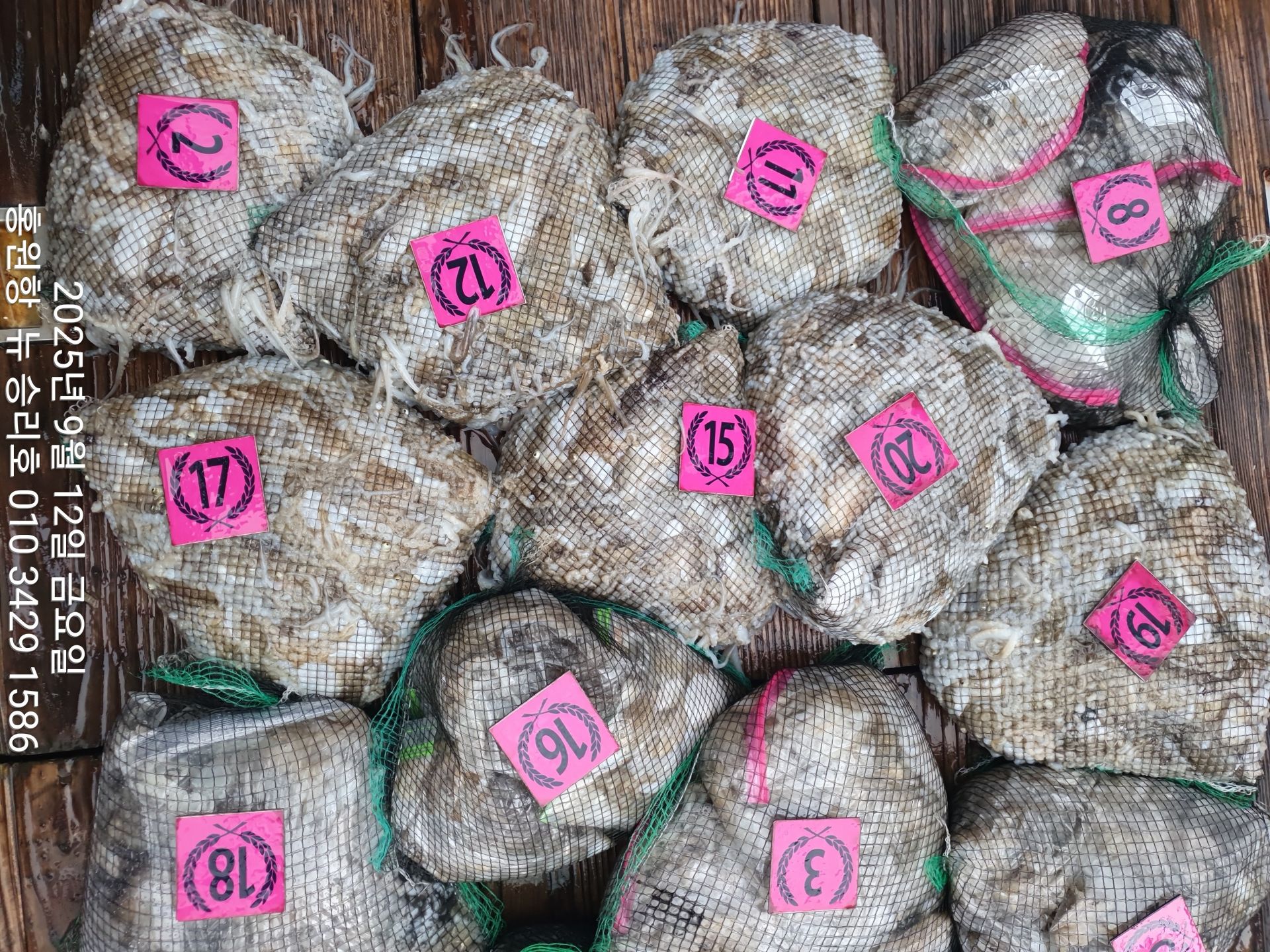 9월12일 홍원항^위풍당당^(뉴~승리호)~쭈꾸미~출조하신 조사님들 (터질듯) 빵~빵~한 망태기 조황입니다!!