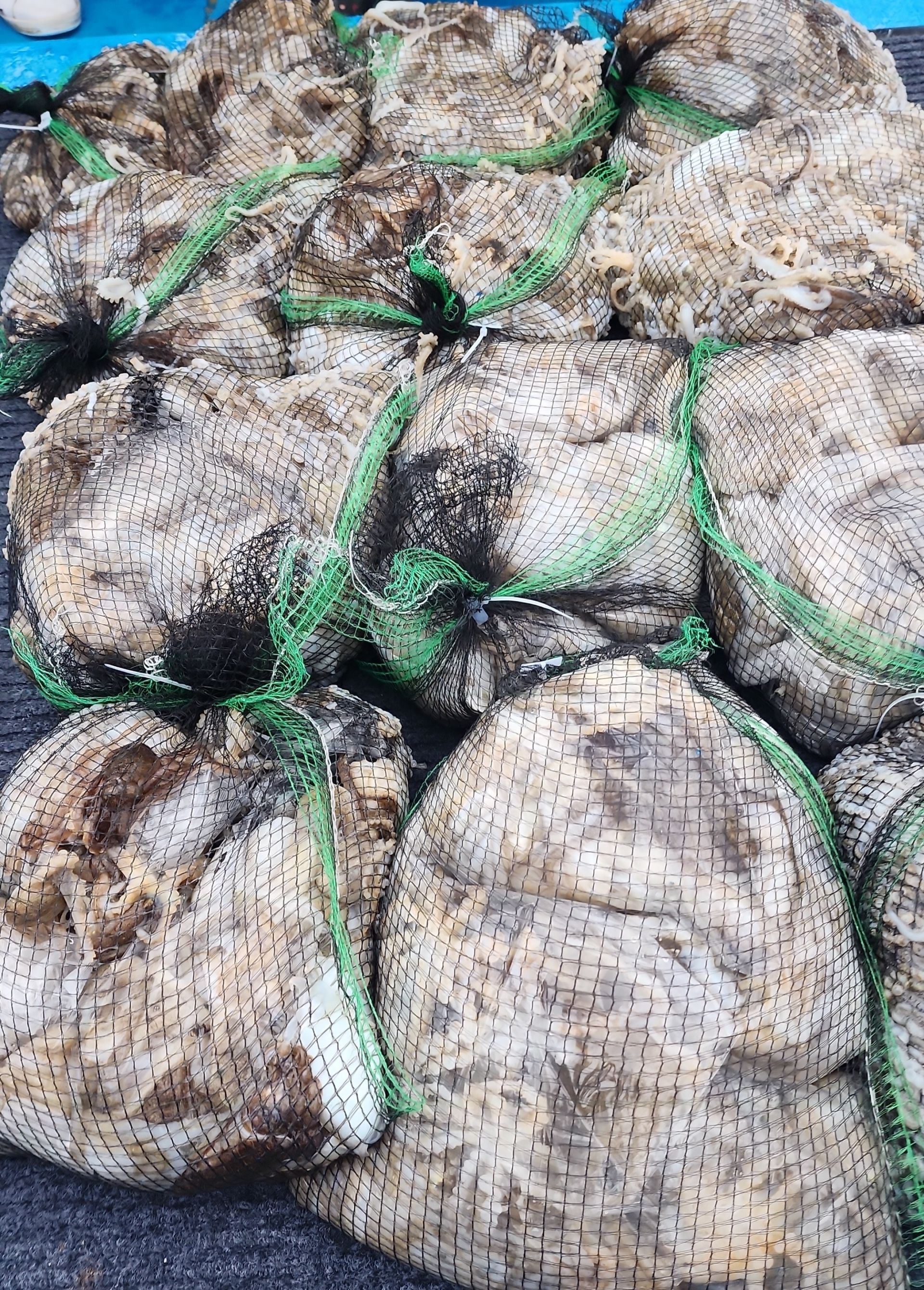 ***쭈꾸미*** 9월19일 홍원항 요포선단 (제1선단) 장진호 오늘도 빵~빵~한 망태기 조황 입니다!!