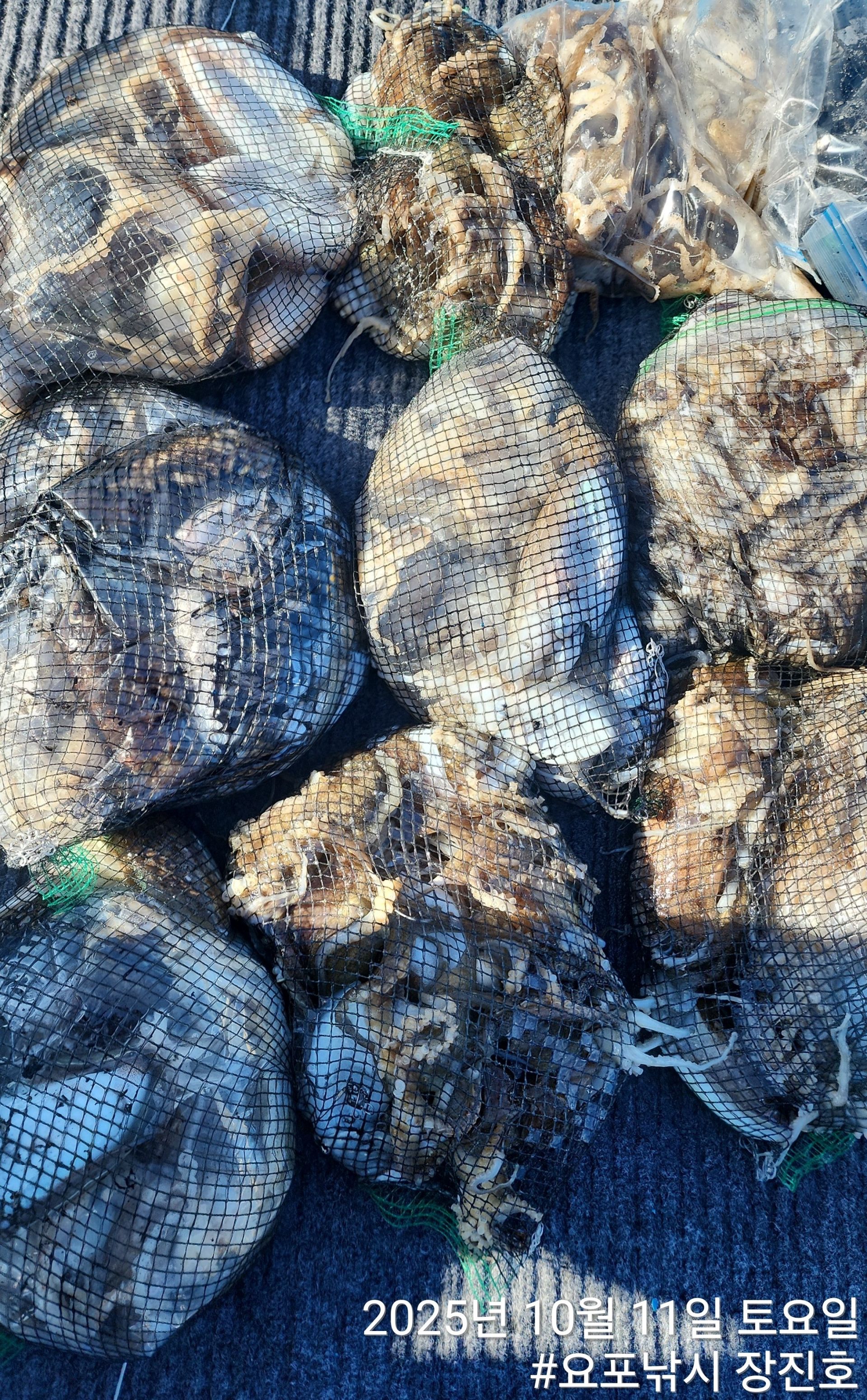 홍원항 요포선단  (제1선단) 장진호  10월11일 ***갑오징어&쭈꾸미*** 빵~빵~한  망태기 조황입니다