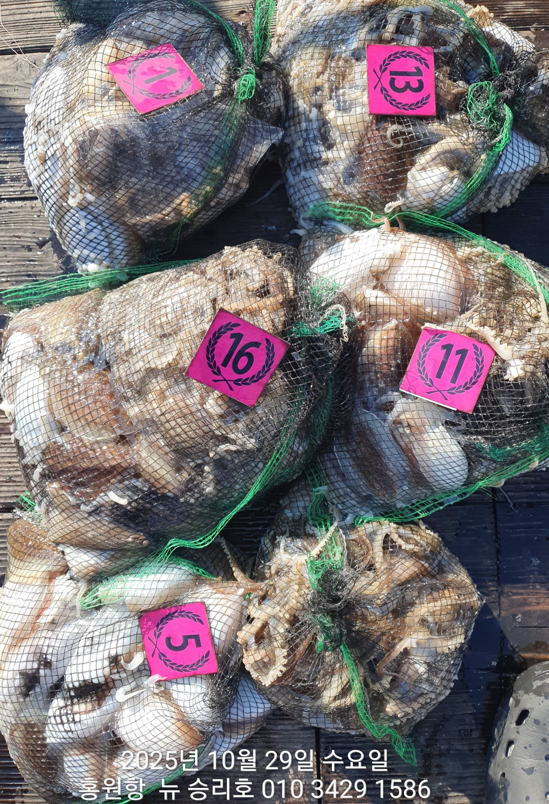 홍원항 ^^위풍당당^^ (뉴~승리호) 10월29일**갑오징어&쭈꾸미** 풍~성~한 망태기 조황입니다!!