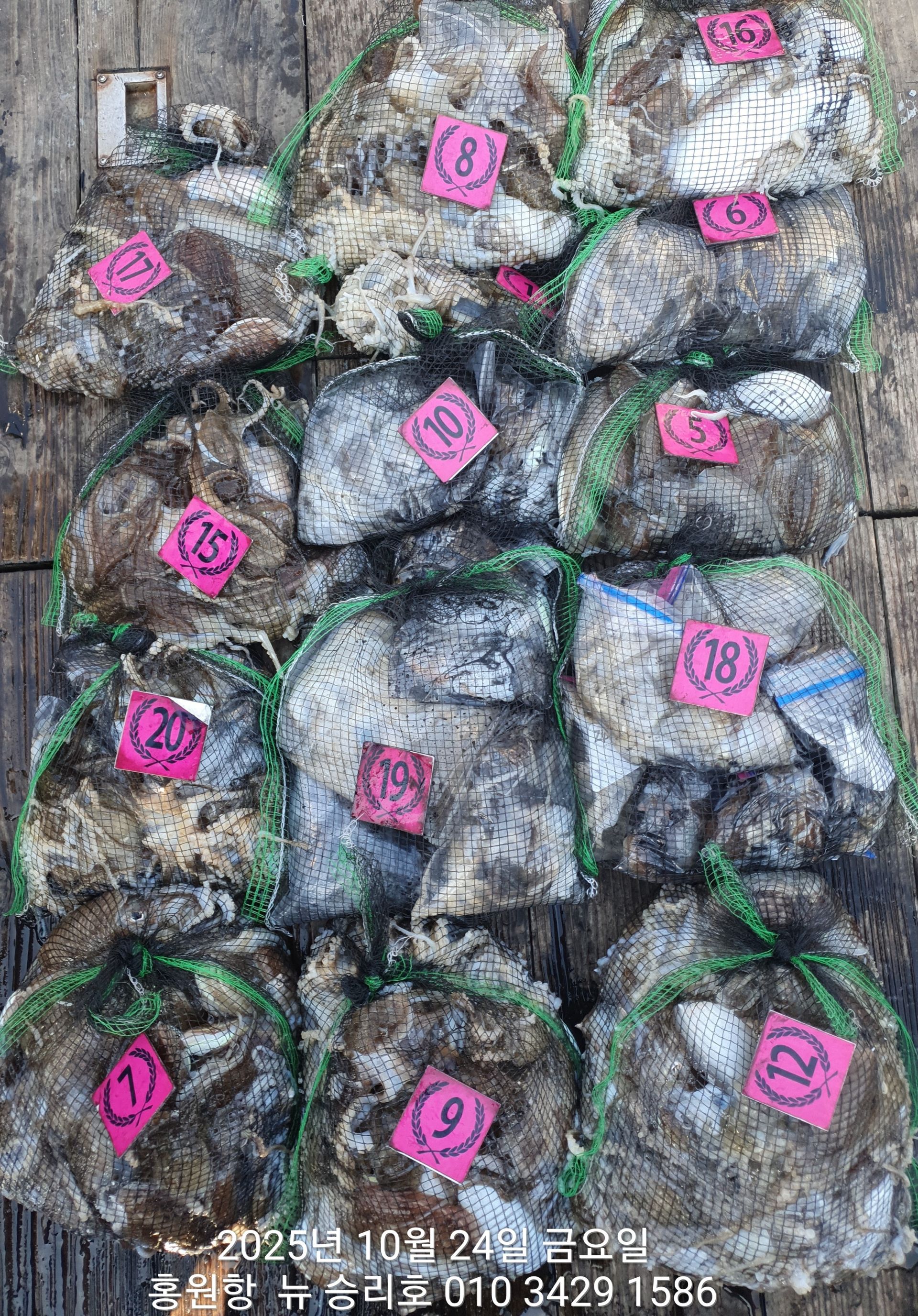 10월24일 홍원항 ^^위풍당당^^ (뉴~승리호) **갑오징어&쭈꾸미**  풍~성~한 망태기 조황입니다!!