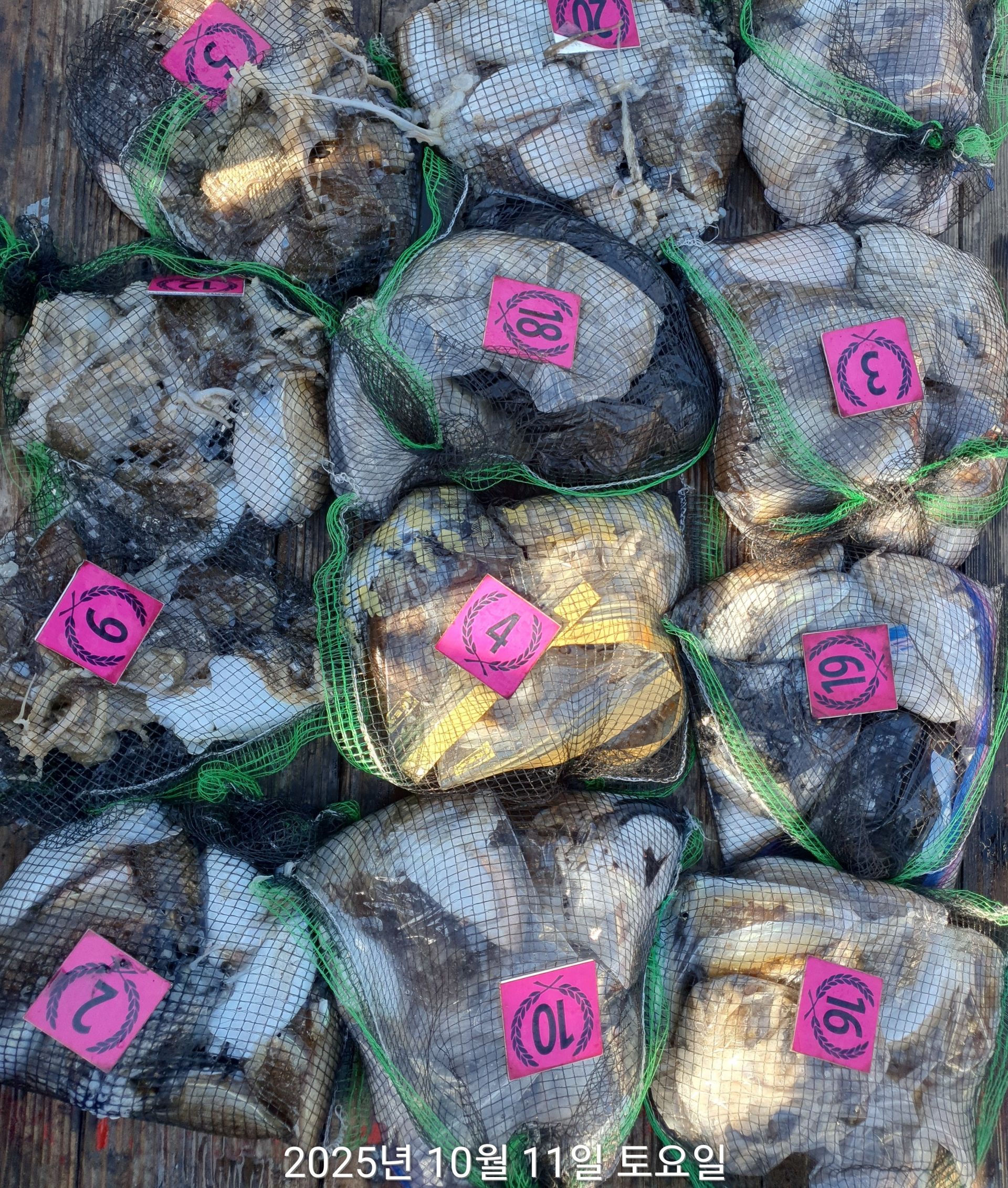 10월11일 홍원항 ^위풍당당^ (뉴~승리호) **갑오징어& 쭈꾸미**  빵~빵~한 망탱이 조황 입니다!!