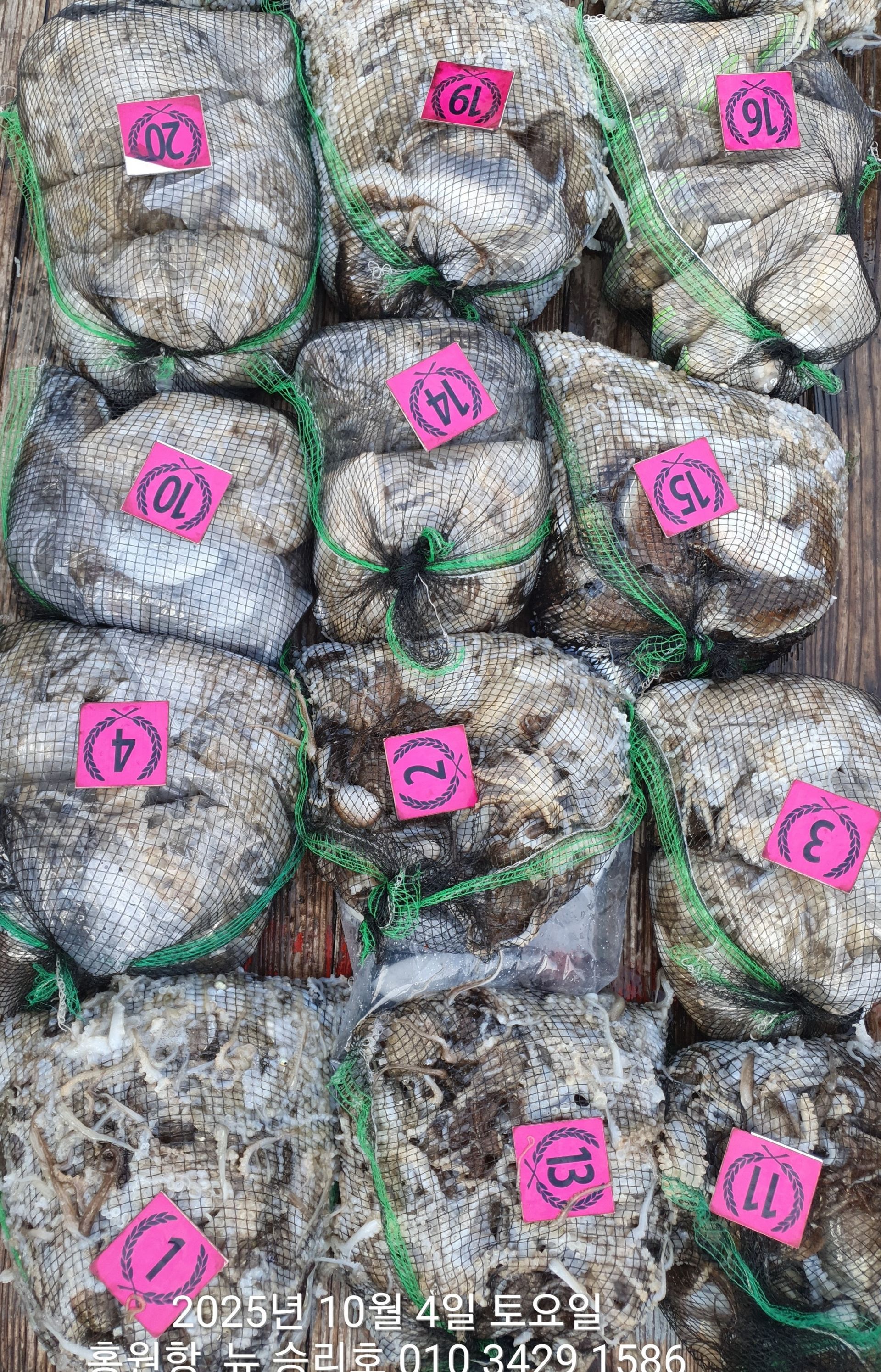 ***갑오징어&쭈꾸미*** 홍원항^위풍당당^(뉴~승리호)10월4일 *1인 2망태기* 엄~청~난 조황입니다!!