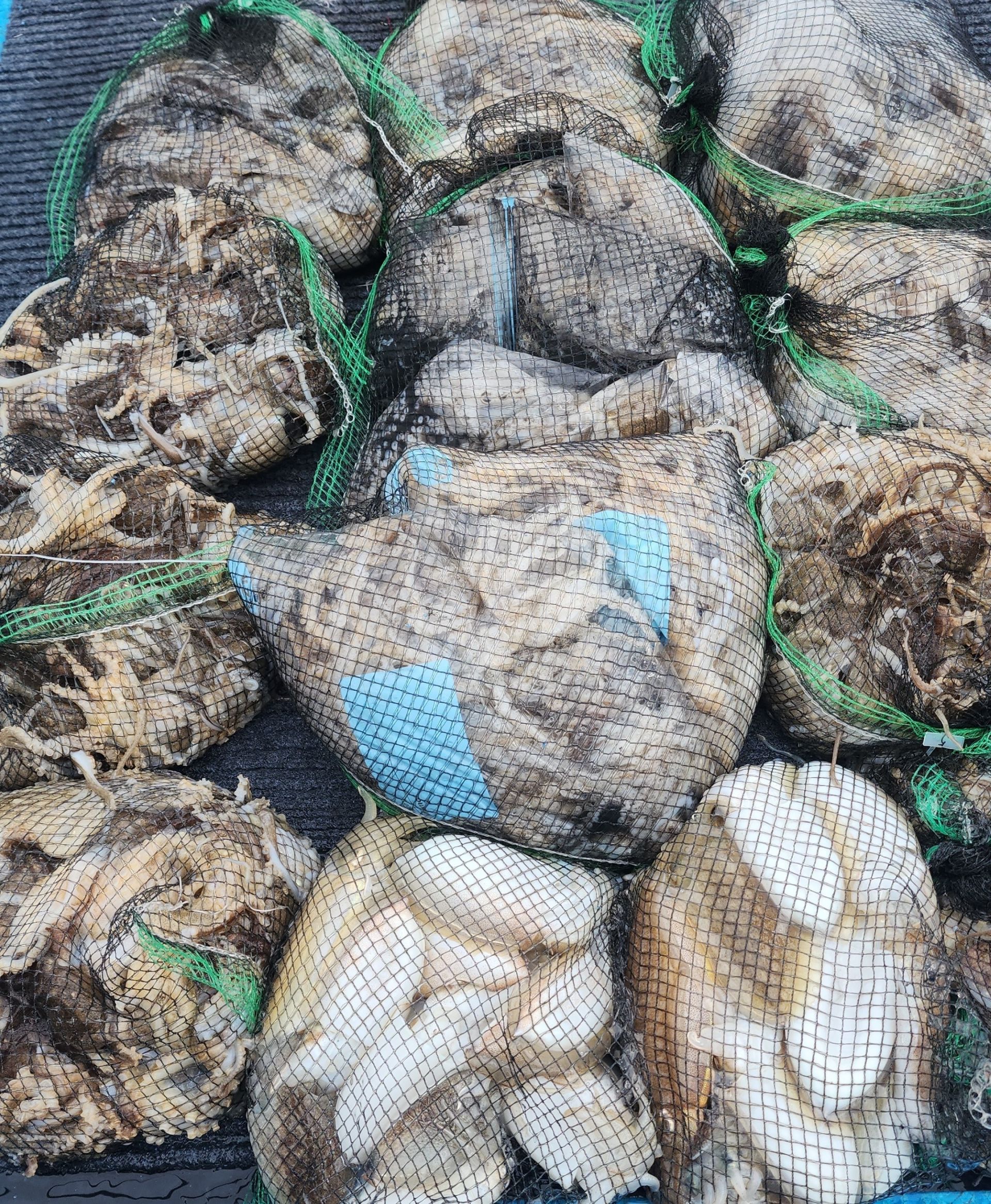 10월5일 홍원항 요포선단 (제1선단) 장진호***갑오징어&쭈꾸미*** 엄~청~난 망태기 조황입니다!!