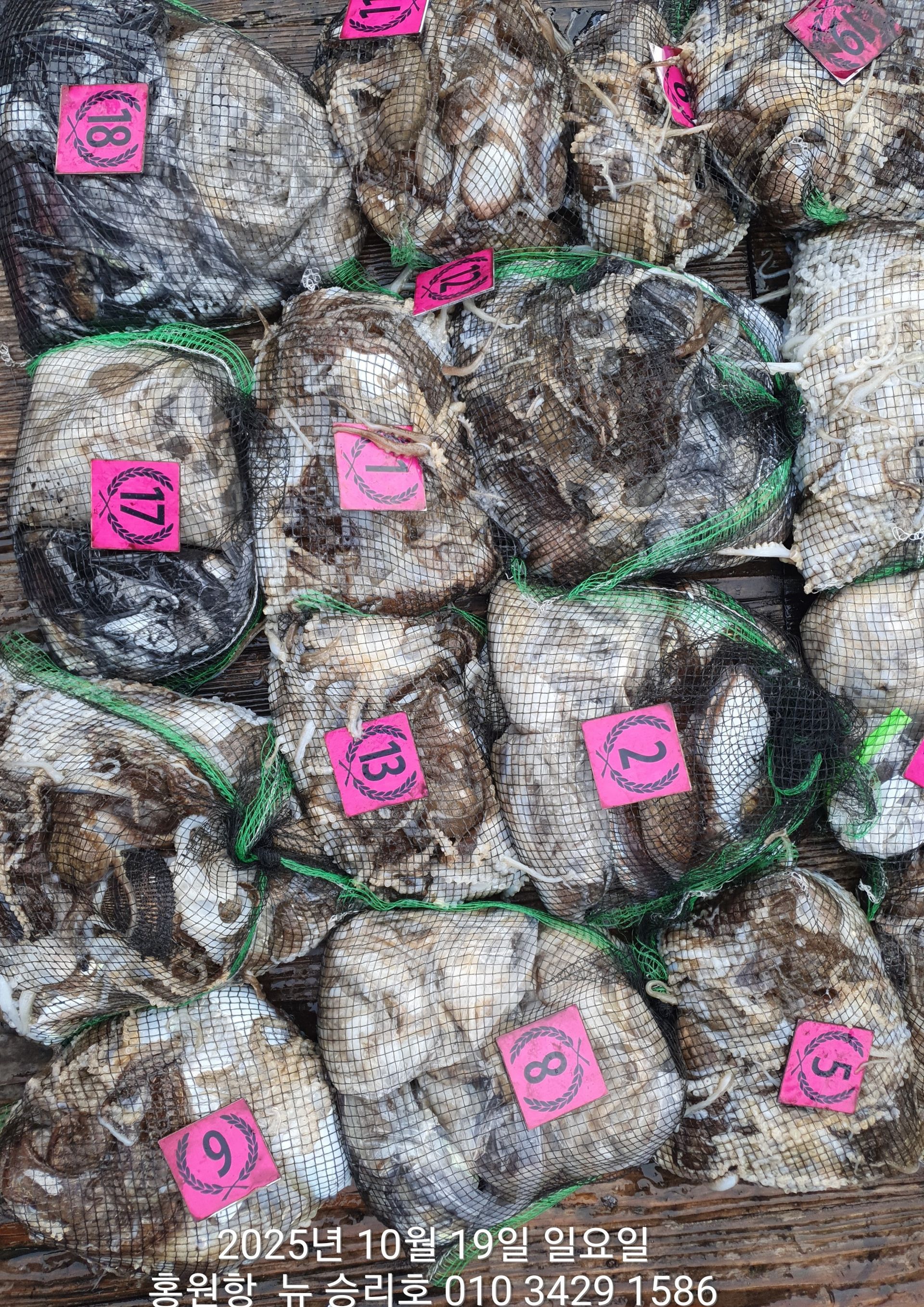 10월19일 홍원항 ^^위풍당당^^ (뉴~승리호) **갑오징어&쭈꾸미** 빵~빵~한 망탱이 조황 입니다!!