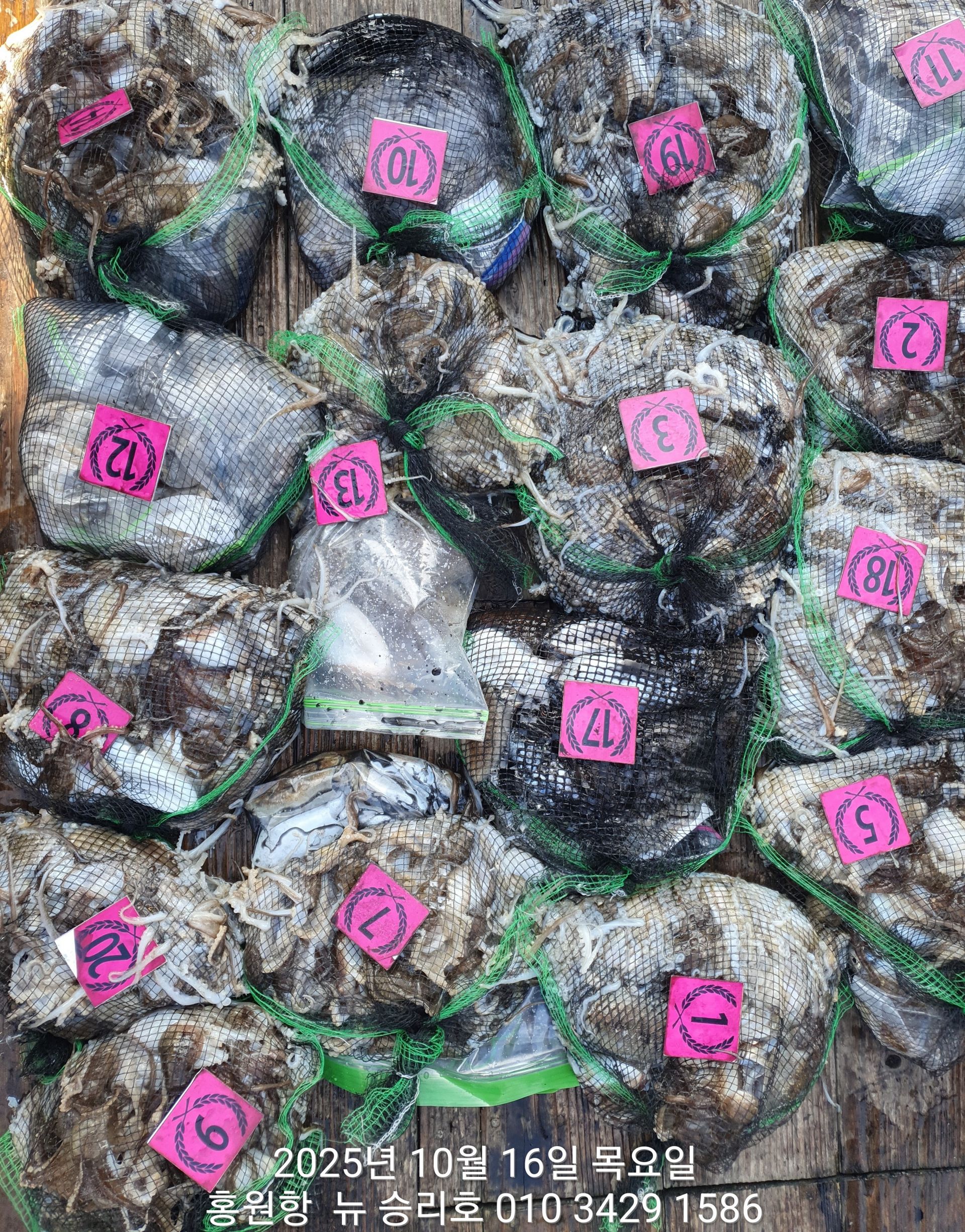 홍원항 ^^위풍당당^^ (뉴~승리호) 10월16일**갑오징어&쭈꾸미**  풍~성~한 망탱이 조황 입니다!!