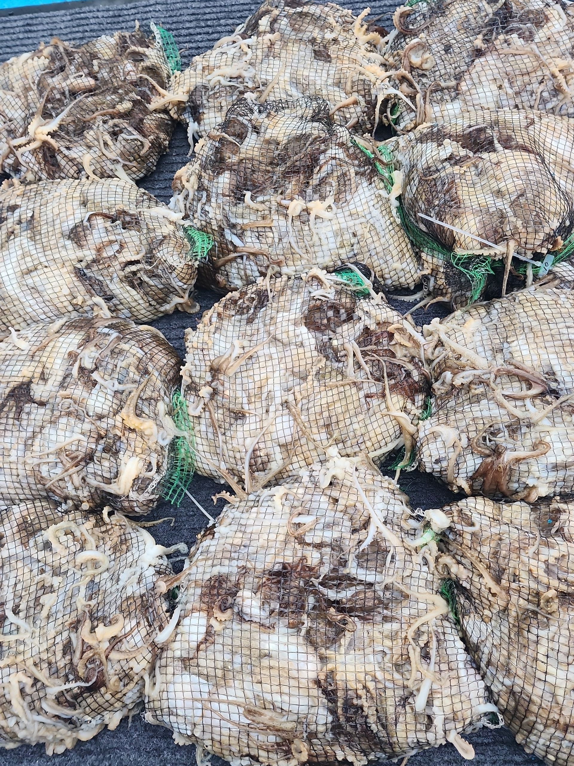 **갑오징어&쭈꾸미** 홍원항 요포선단 (제1선단) 장진호10월2일 망태기는 빵~빵~ 합니다!!