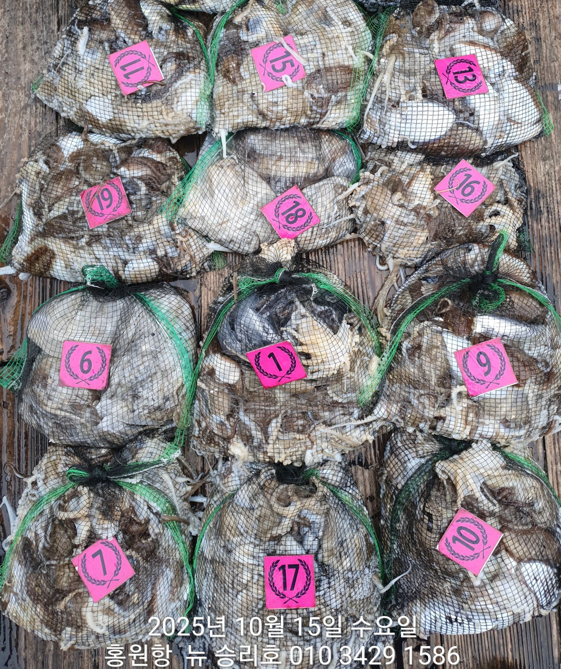 10월15일 홍원항 ^위풍당당^뉴~승리호**갑오징어& 쭈꾸미** (전원) 만~족~한 망탱이 조황 입니다!!