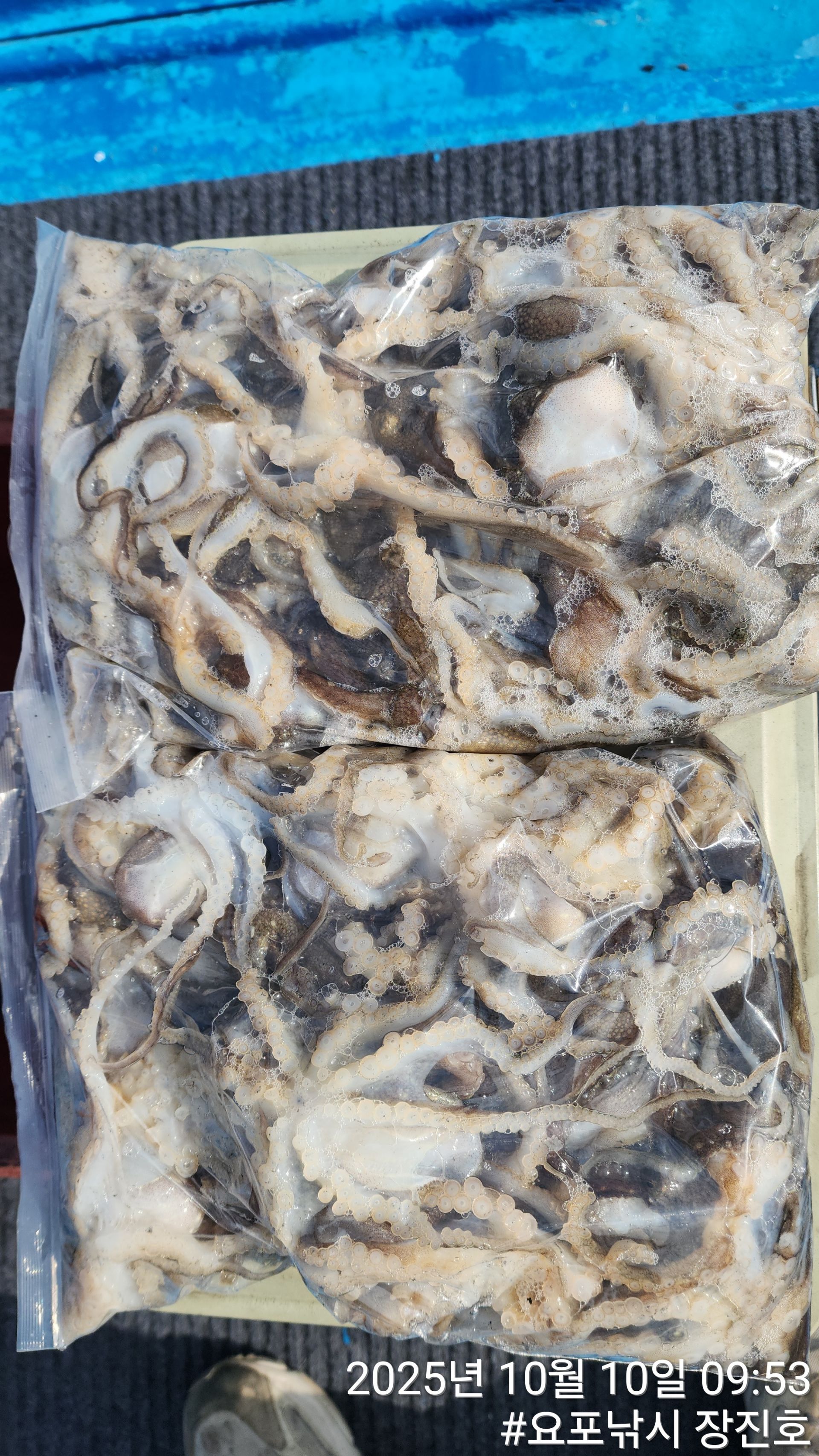 10월10일 홍원항 요포선단 (제1선단)~장진호~ 선박 점검후 선장님 *갑오징어&쭈꾸미* 짬낚 조황입니다!!