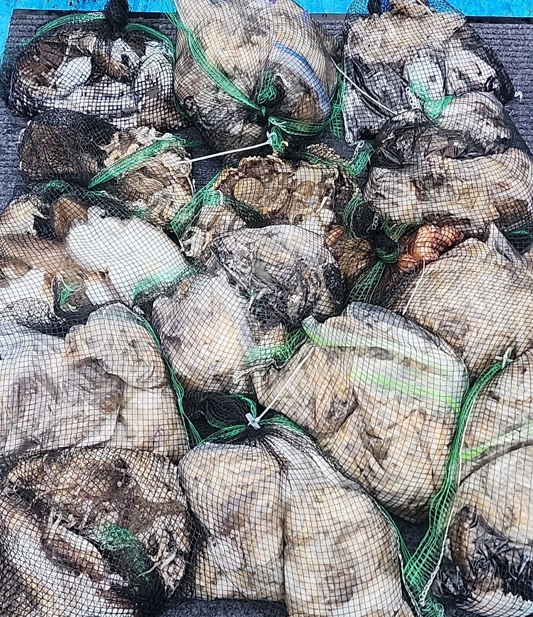 10월17일 홍원항 요포선단 (제1선단) 장진호**갑오징어&쭈꾸미**(1인2망태기) 만~족~한 조황입니다