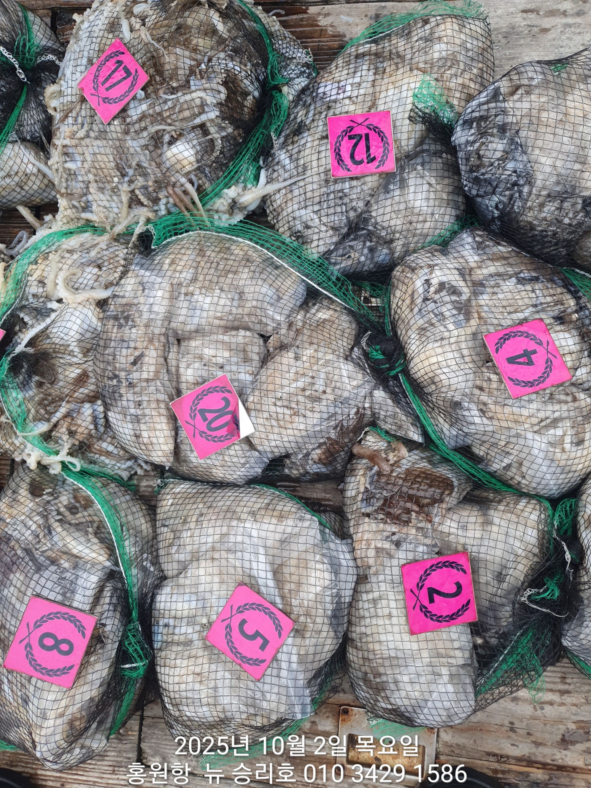 **갑오징어&쭈꾸미** 10월2일 홍원항^위풍당당^(뉴~승리호) 조금물때에도 빵~빵~한 조황입니다!!