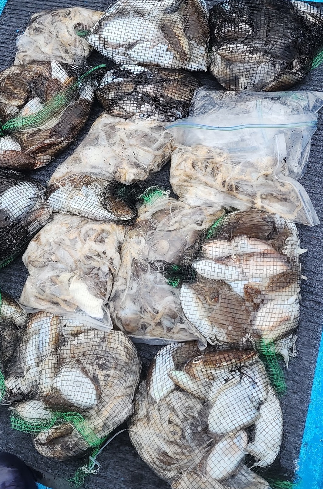 10월12일 홍원항 요포선단 (제1선단) 장진호 ***갑오징어&쭈꾸미*** 만~족~한 망태기 조황입니다