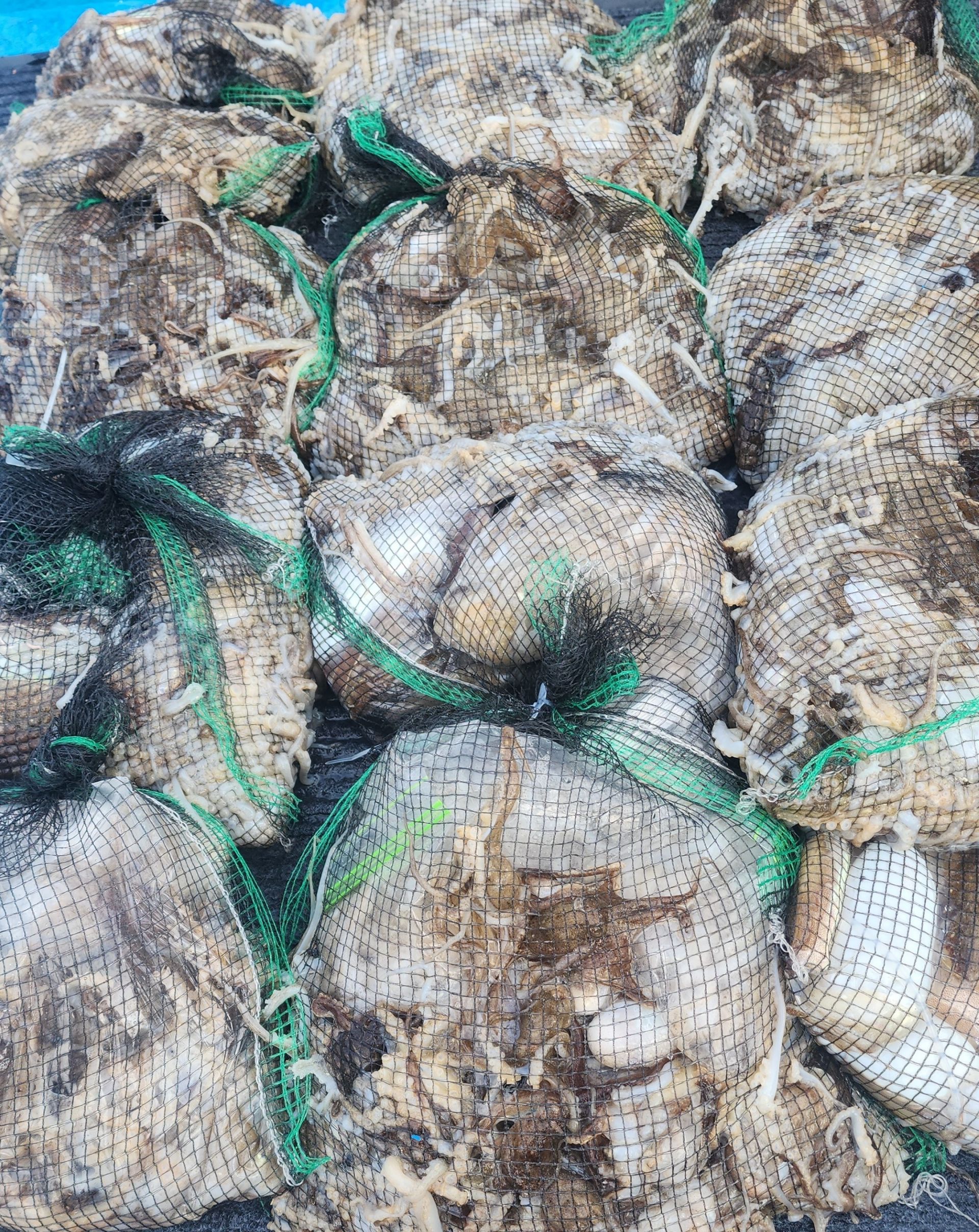 ***갑오징어&쭈꾸미*** 10월4일 홍원항 요포선단 (제1선단) 장진호 망태기 터질듯 빵~빵~ 합니다!!