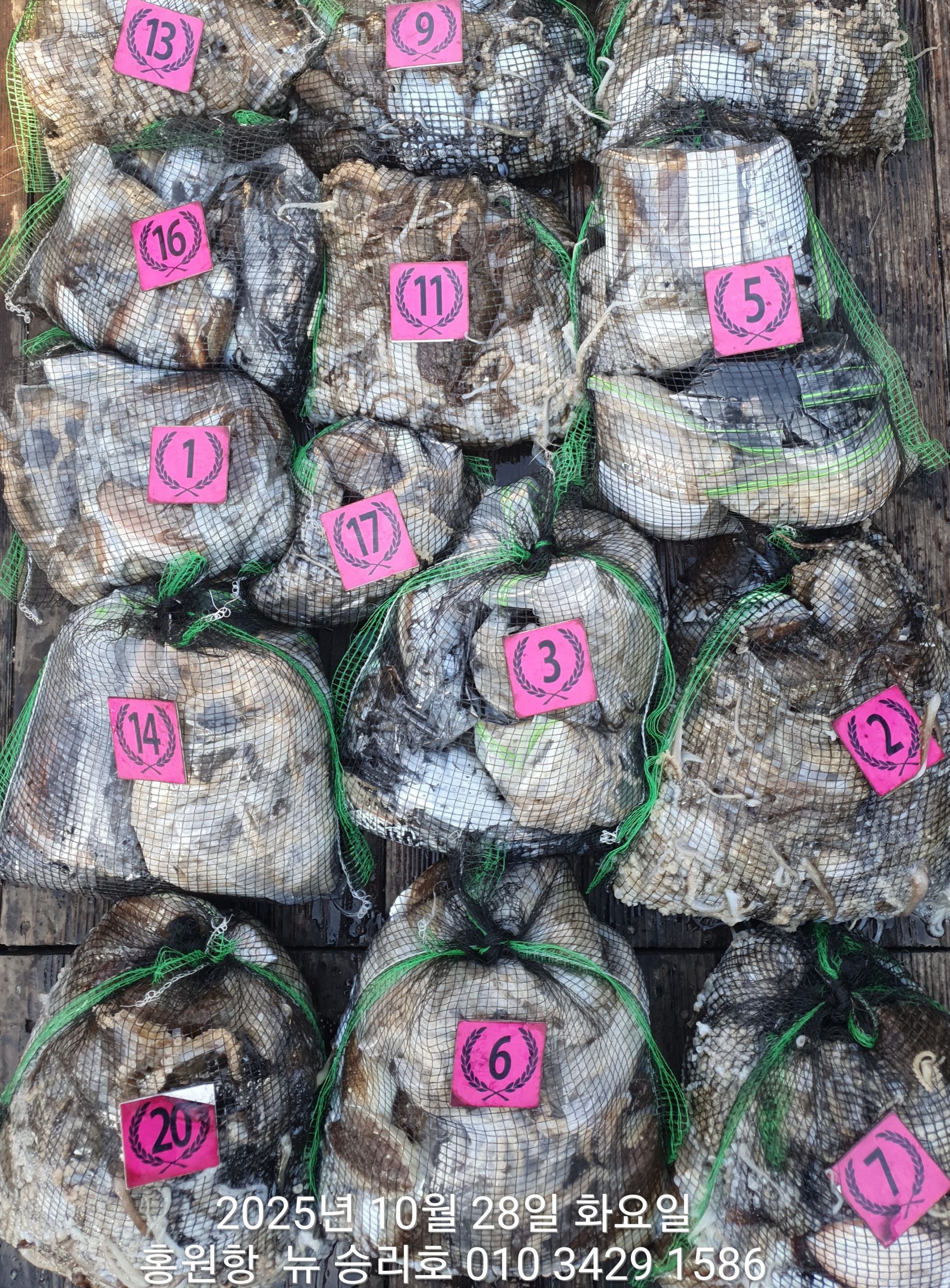 10월28일홍원항 ^^위풍당당^^ (뉴~승리호)**갑오징어&쭈꾸미** 빵~빵~한 망태기 조황입니다!!