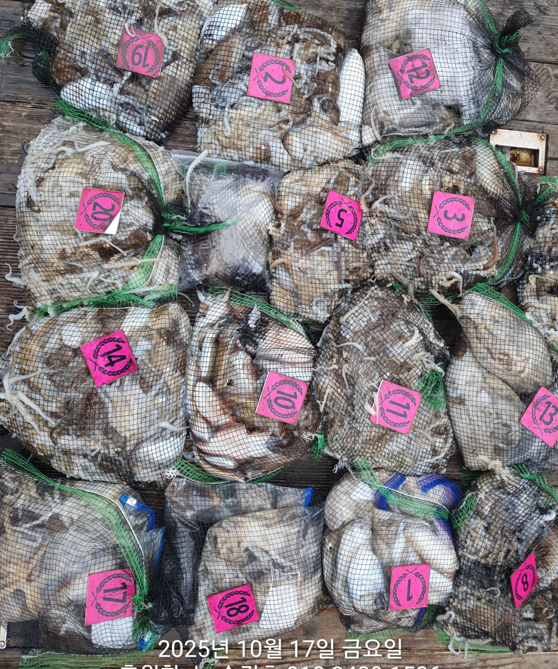 **갑오징어&쭈꾸미** 홍원항^위풍당당^(뉴~승리호)10월17일 *1인 2망태기* 행~복~한 조황입니다!!