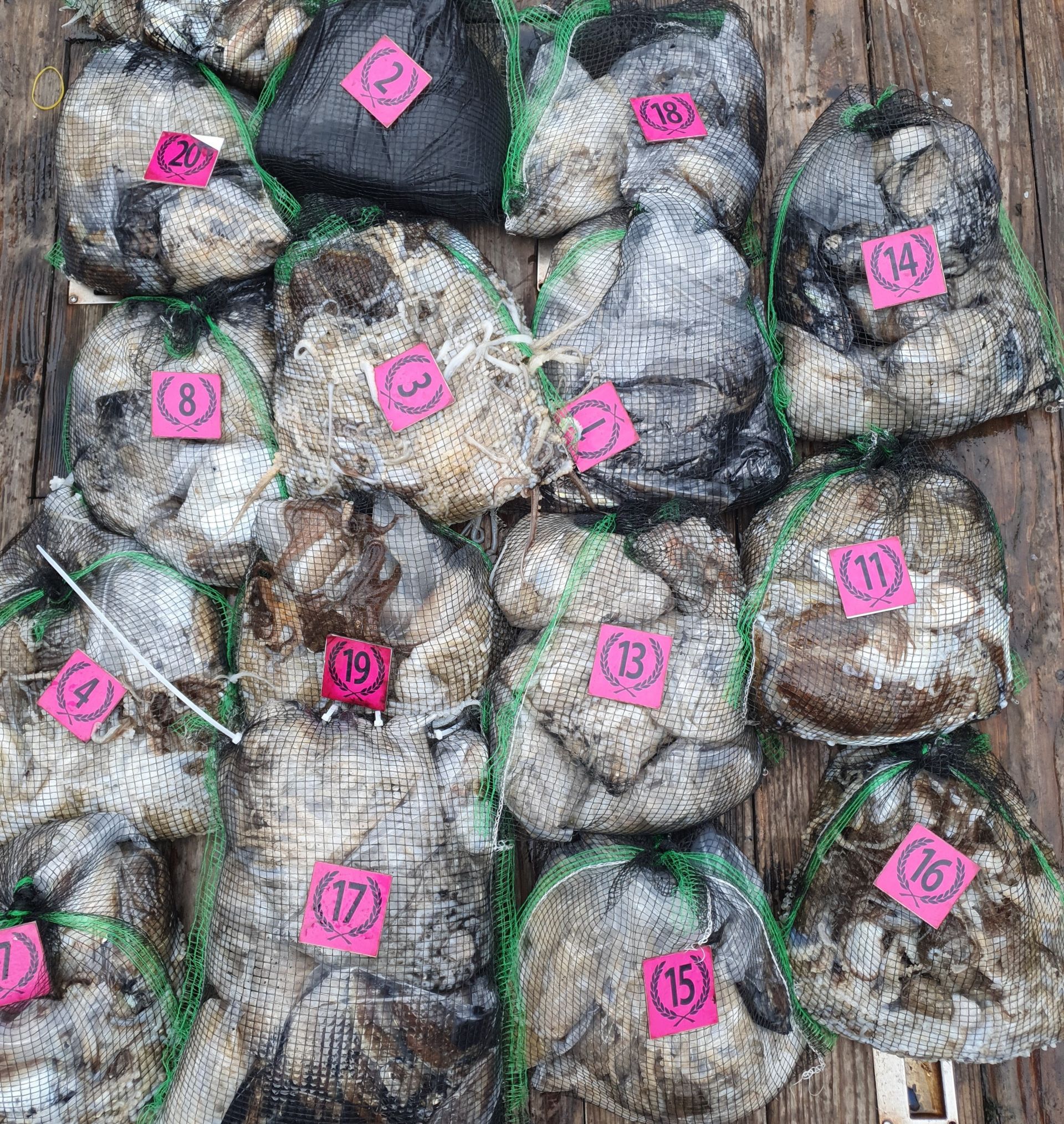 홍원항 ^위풍당당^ 뉴~승리호 10월12일 **갑오징어& 쭈꾸미** 터질듯 빵~빵~한 망탱이 조황 입니다!!