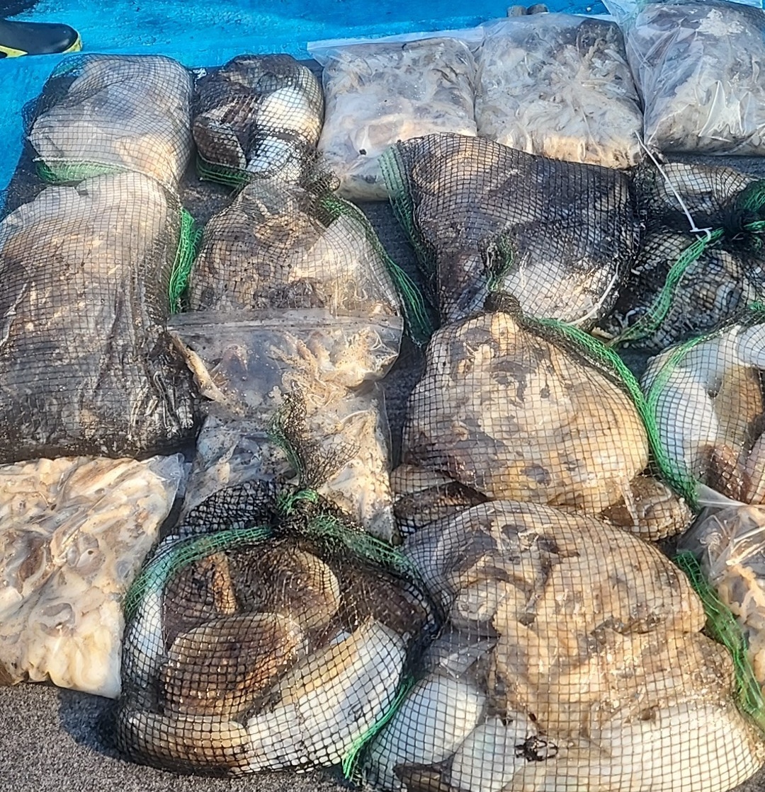 10월31일 홍원항 요포선단 (제1선단) 장진호**갑오징어&쭈꾸미** 망태기는 만~족~한 조황입니다