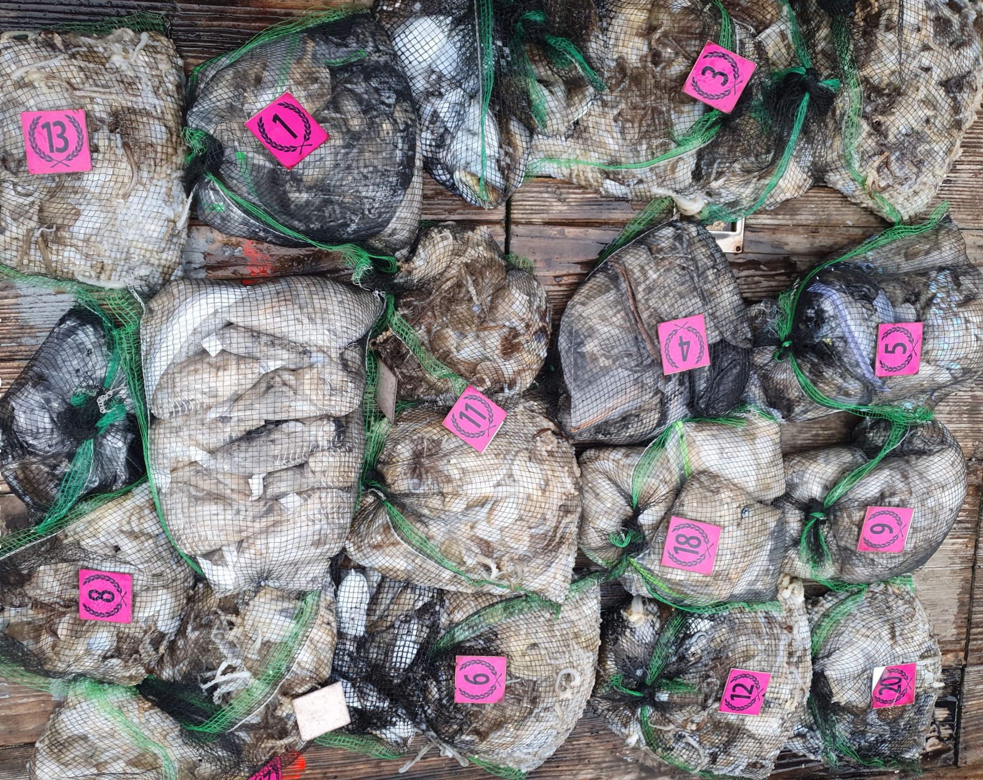 홍원항 ^위풍당당^(뉴~승리호) 10월5일 ***갑오징어&쭈꾸미*** 망태기가 터질 엄~청~난 조황입니다!!