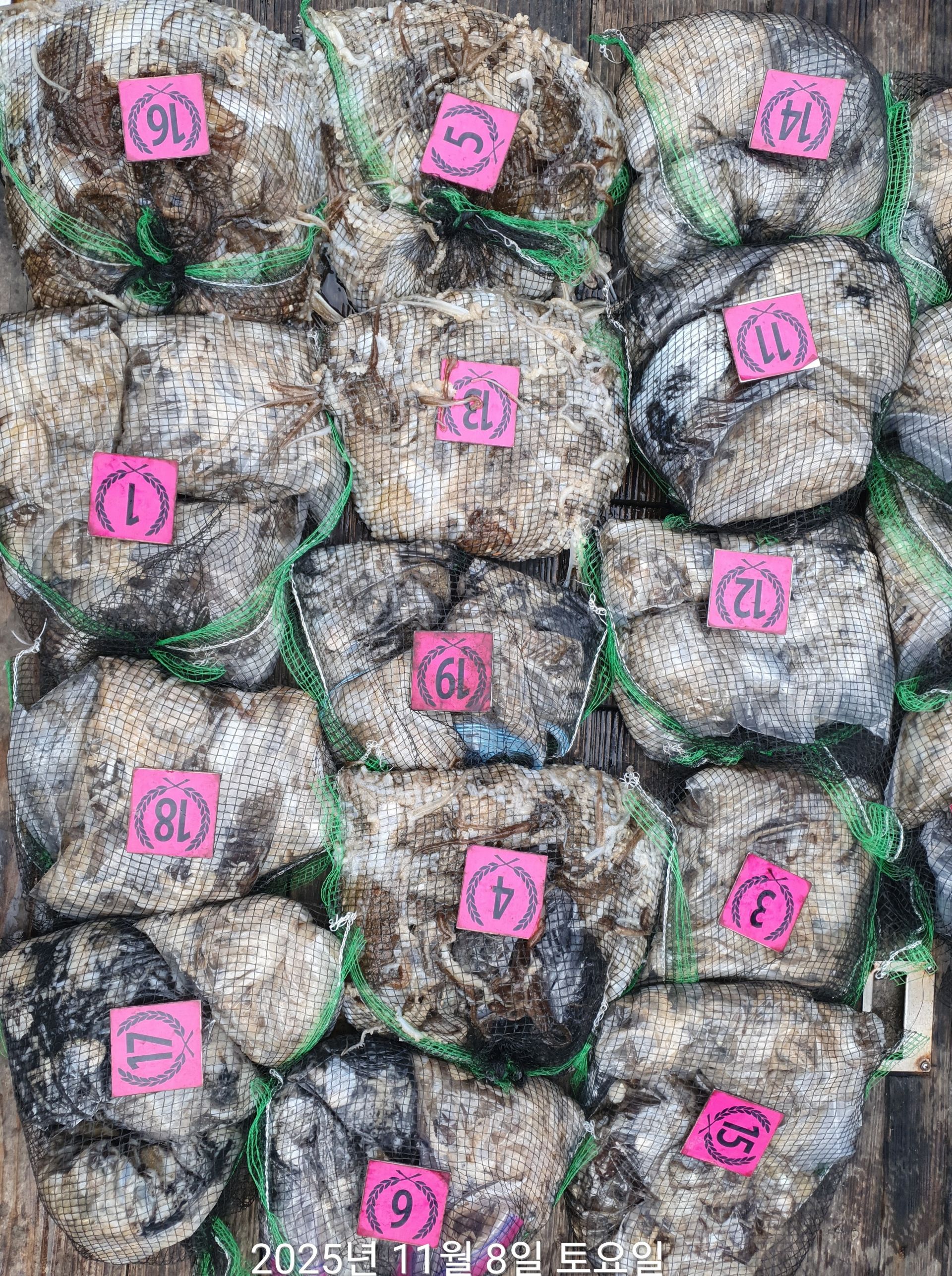 11월8일 홍원항 ^위풍당당^ (뉴~승리호) 사릿물때에 *왕 갑오징어& 왕 쭈꾸미* 조황 입니다!!